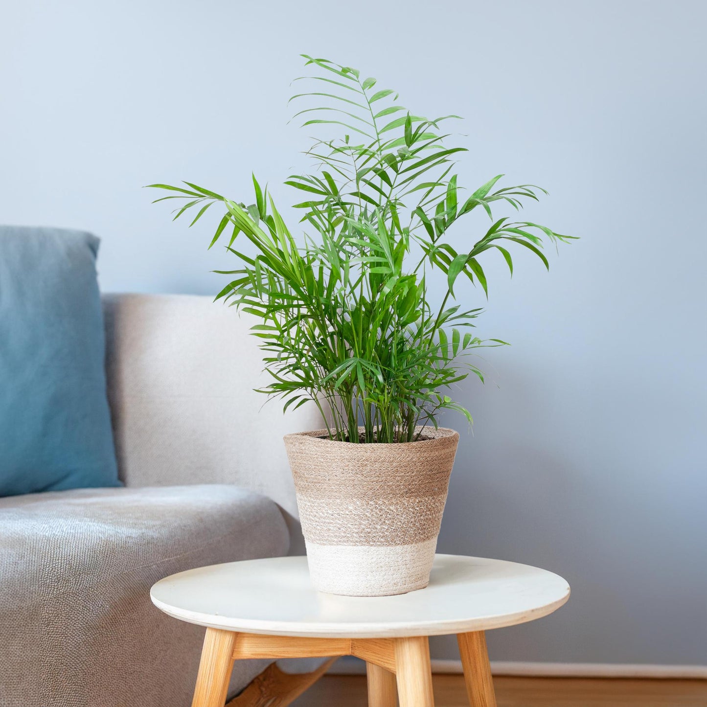Chamadorea Elegans mit Korb Lissabon weiß - 55cm - Ø17 bei Pflanzfix24