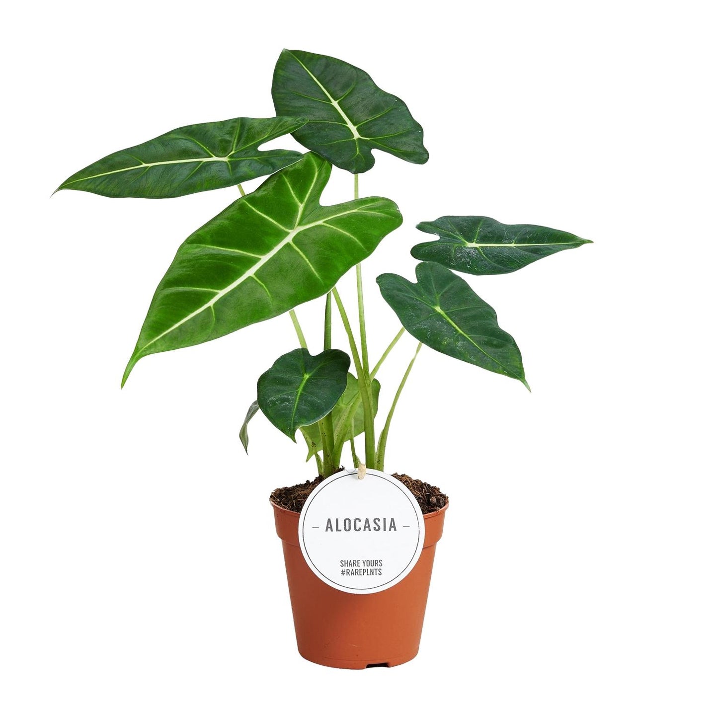 Alocasia Frydek - Zimmerpflanze im 12 cm Topf - Pflanzfix24.de - Pflanzfix24.de