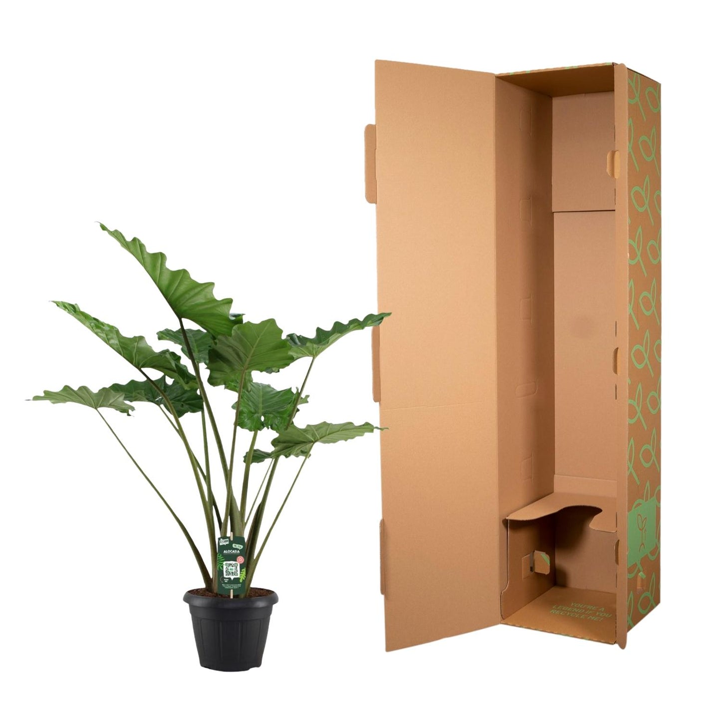 Alocasia Portodora - 140cm - Ø34cm bei Pflanzfix24.de - Pflanzfix24.de
