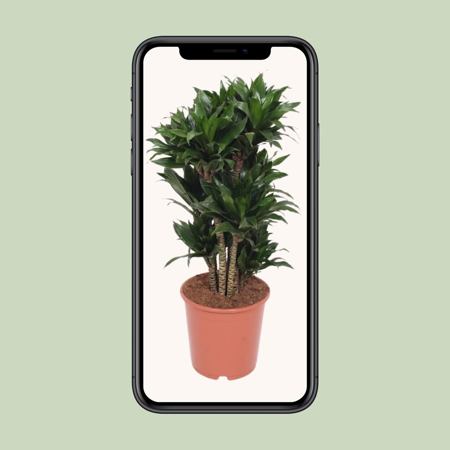 Dracaena Compacta - Ø24cm - ↕80cm - Pflanzfix24.de - Pflanzfix24.de