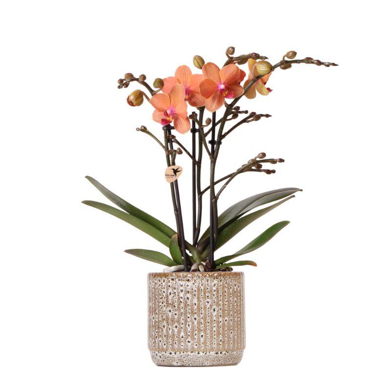 Phalaenopsis Orchidee Orange im Jaguar Keramiktopf Ø9cm – Pflanzfix24.de - Pflanzfix24.de