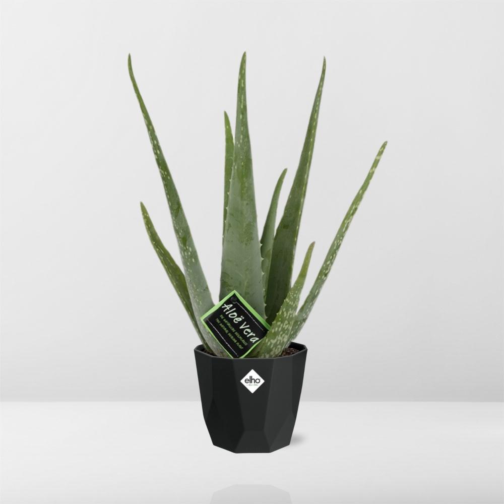 Aloe Vera 12cm in 14cm b.for rock living black - Pflanzfix24