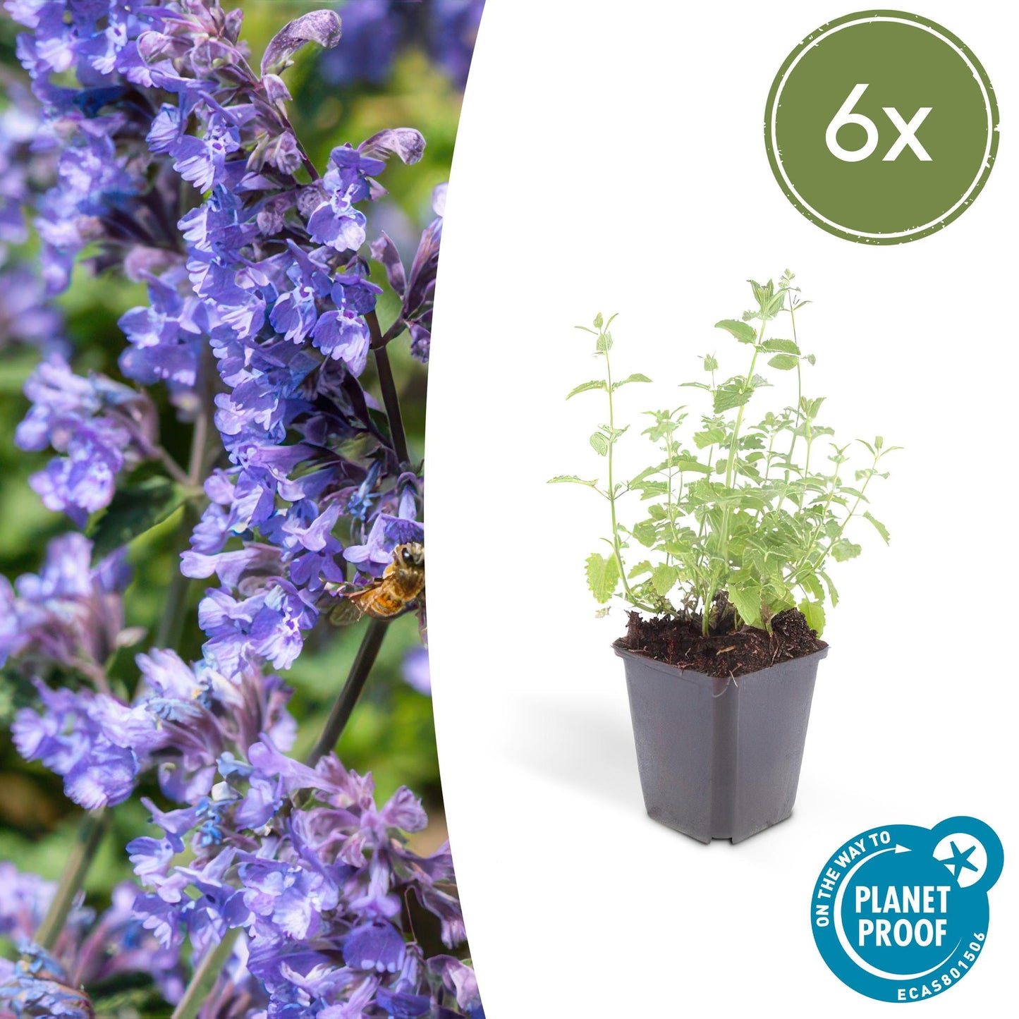 6x Nepeta 'Six Hills Giant' Ø9cm | Pflanzfix24