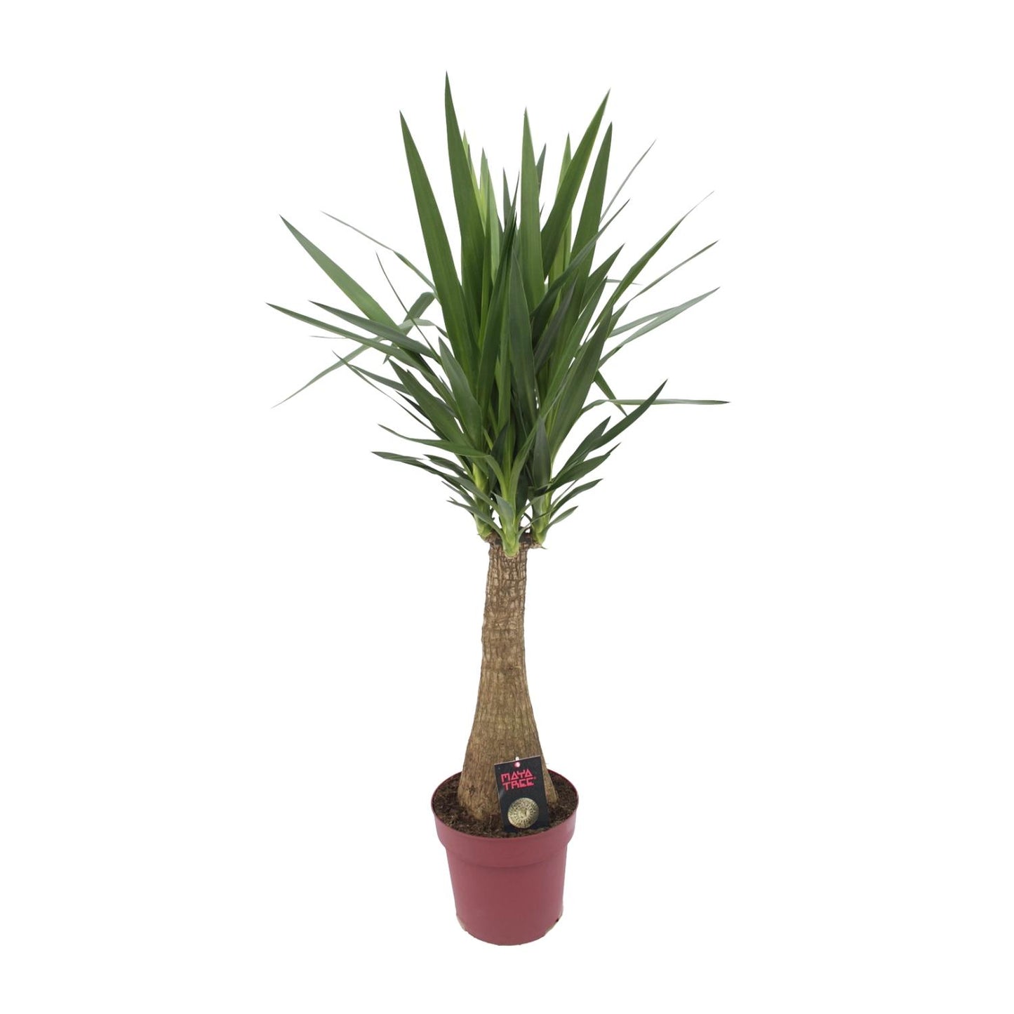 Yucca 'Maya Tree' 60stam P27 - Pflanzfix24
