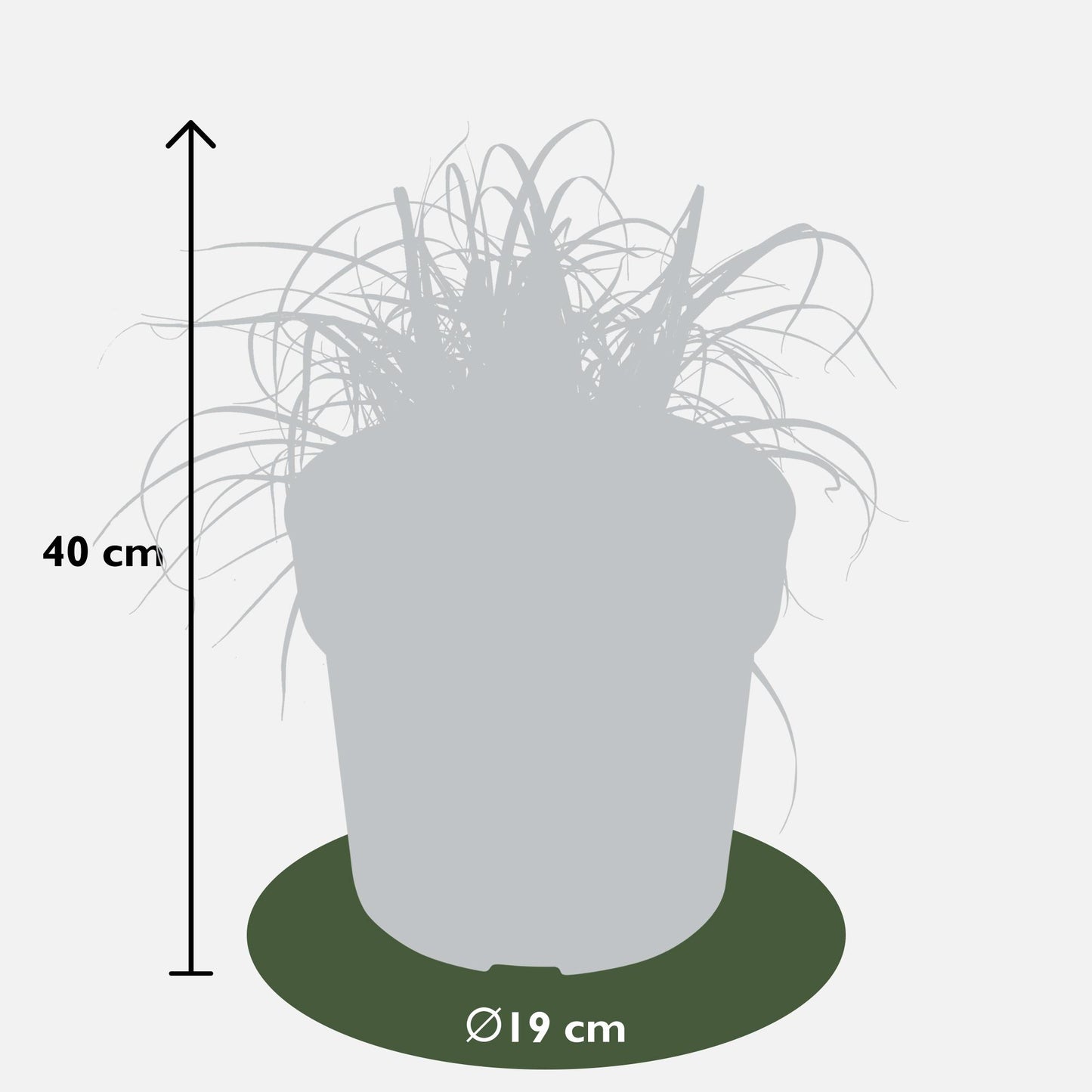 Uncinia rubra Everflame - Ø19cm - ↕40cm - Pflanzfix24