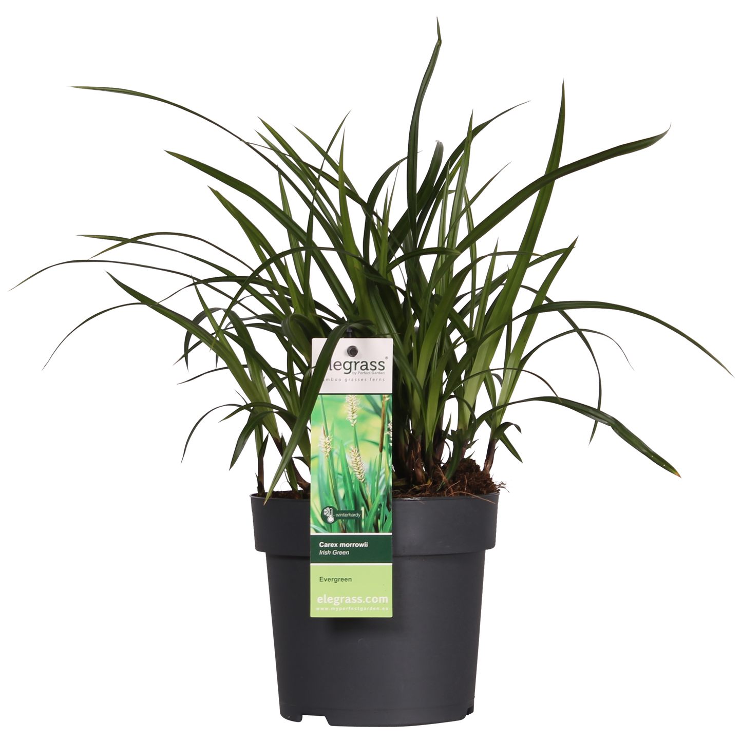 3x Carex morrowii 'Irish Green' - ↨30cm - Ø14 - Pflanzfix24