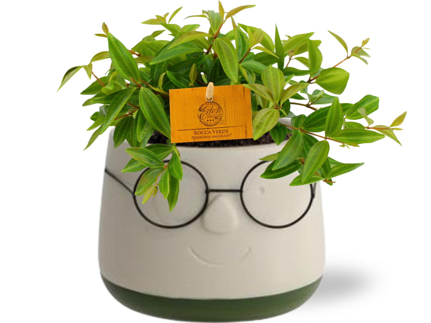 Peperomia Ang. Rocca Vivace - Ø11cm - pflanzfix24