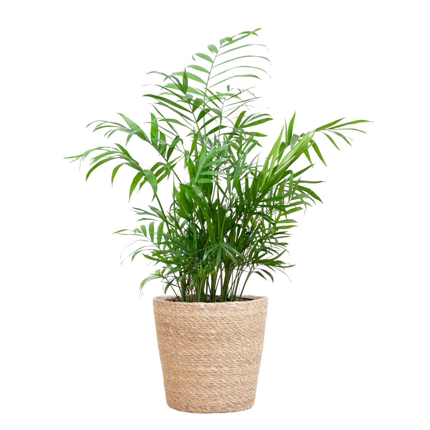 Chamaedorea Elegans mit Sofia-Korb natur - 55cm - Ø17 - Pflanzfix24