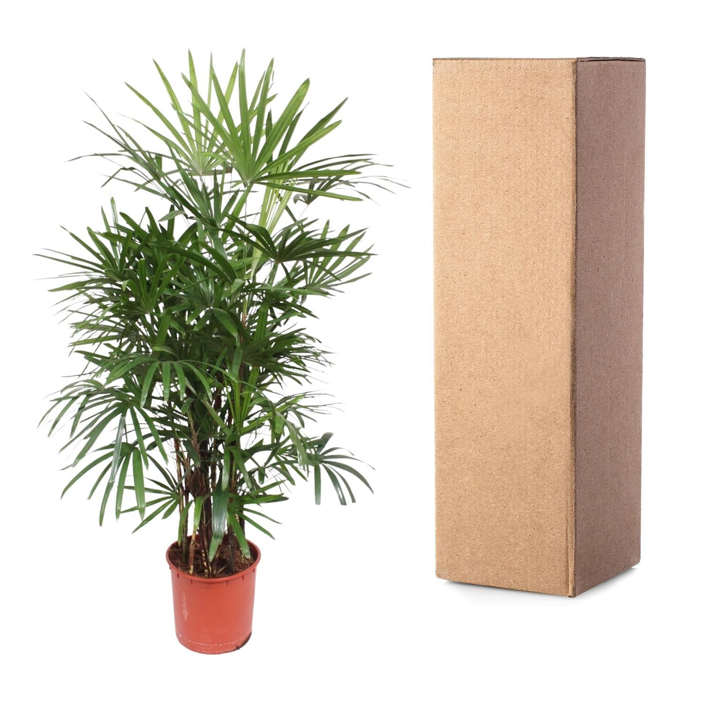 Rhapis Excelsa Damenpalme 190 cm Ø34 – Pflanzfix24