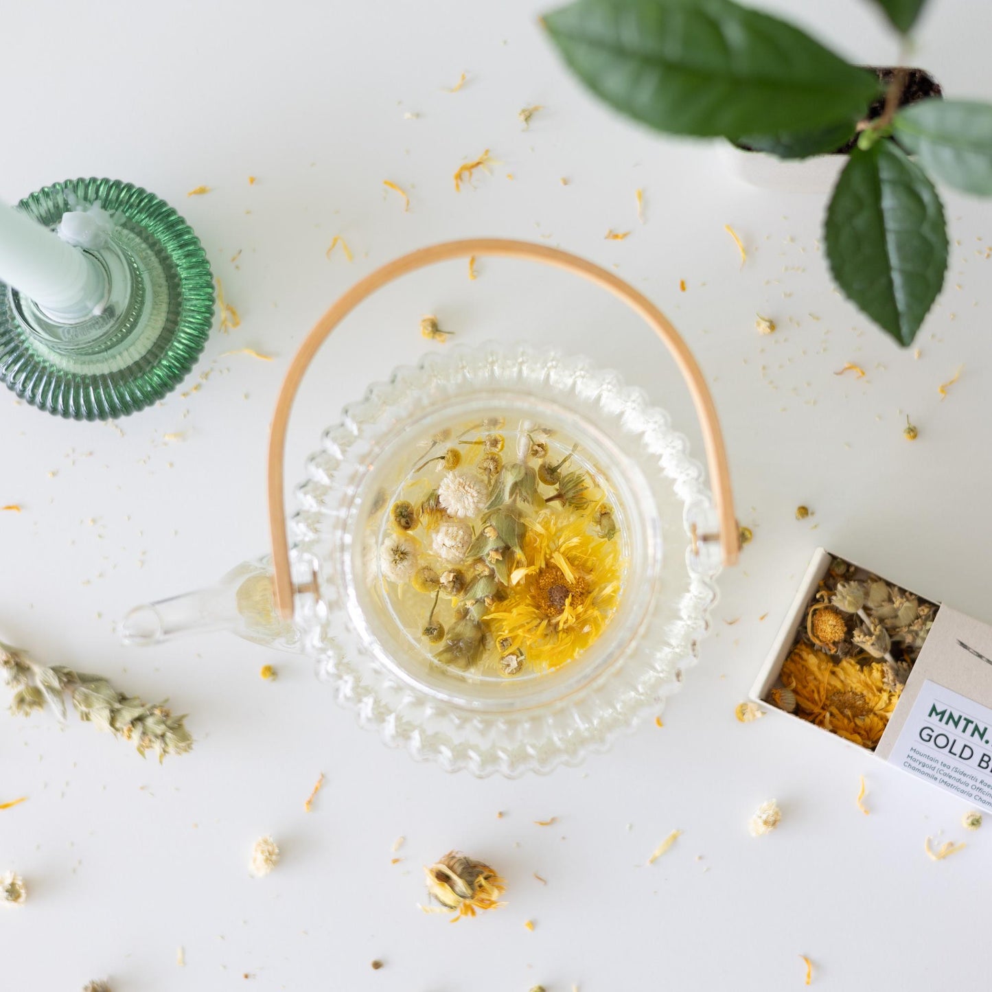 Teepause - Gold Blend Tee und Teebaumschnitt - Pflanzfix24