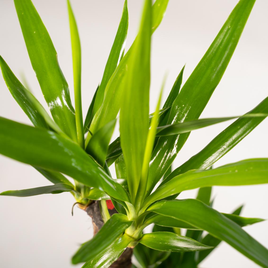 Yucca 90 cm – Ø17 cm – Pflanzfix24.de - Pflanzfix24.de