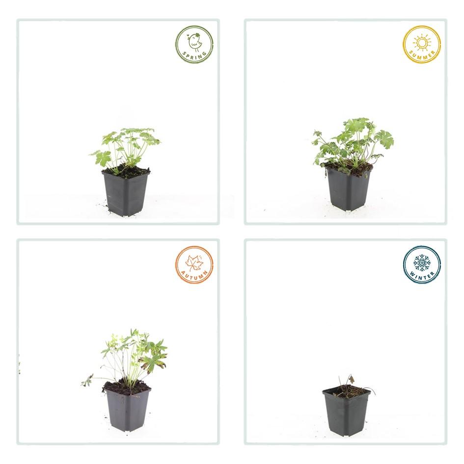 12x Geranium sang. 'Album' - ↕10-25cm - Ø9cm - Pflanzfix24