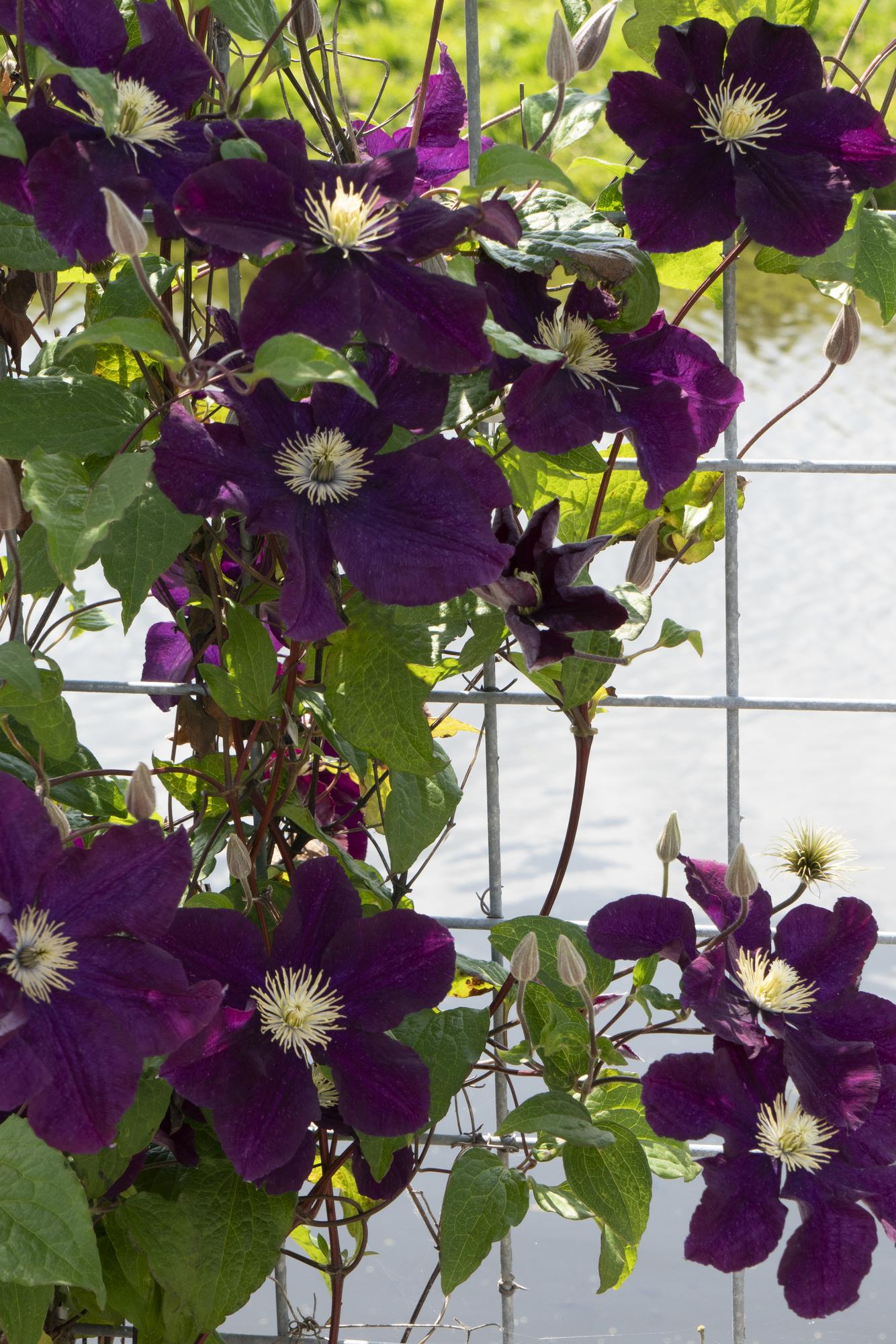 3x - Clematis Warszawska Nike - ↨65cm - Ø15 - Pflanzfix24
