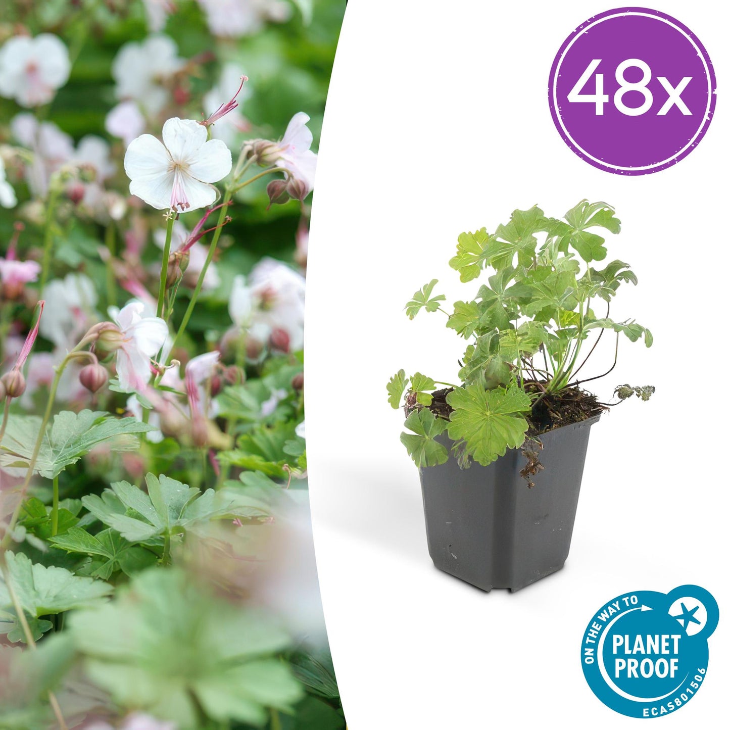 48x Geranium cant. 'Biokovo' - ↕10-25cm - Ø9cm - Pflanzfix24