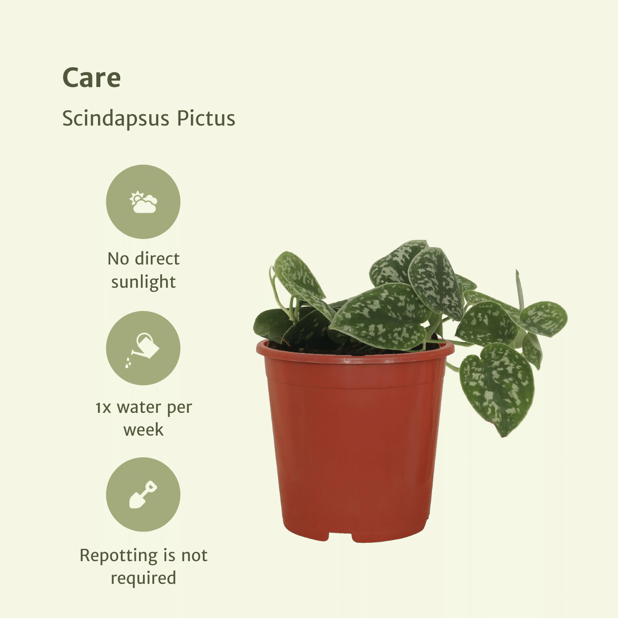 2x Scindapsus Pictus - Epipremnum - 15cm - ø12 - Pflanzfix24.de - Pflanzfix24.de