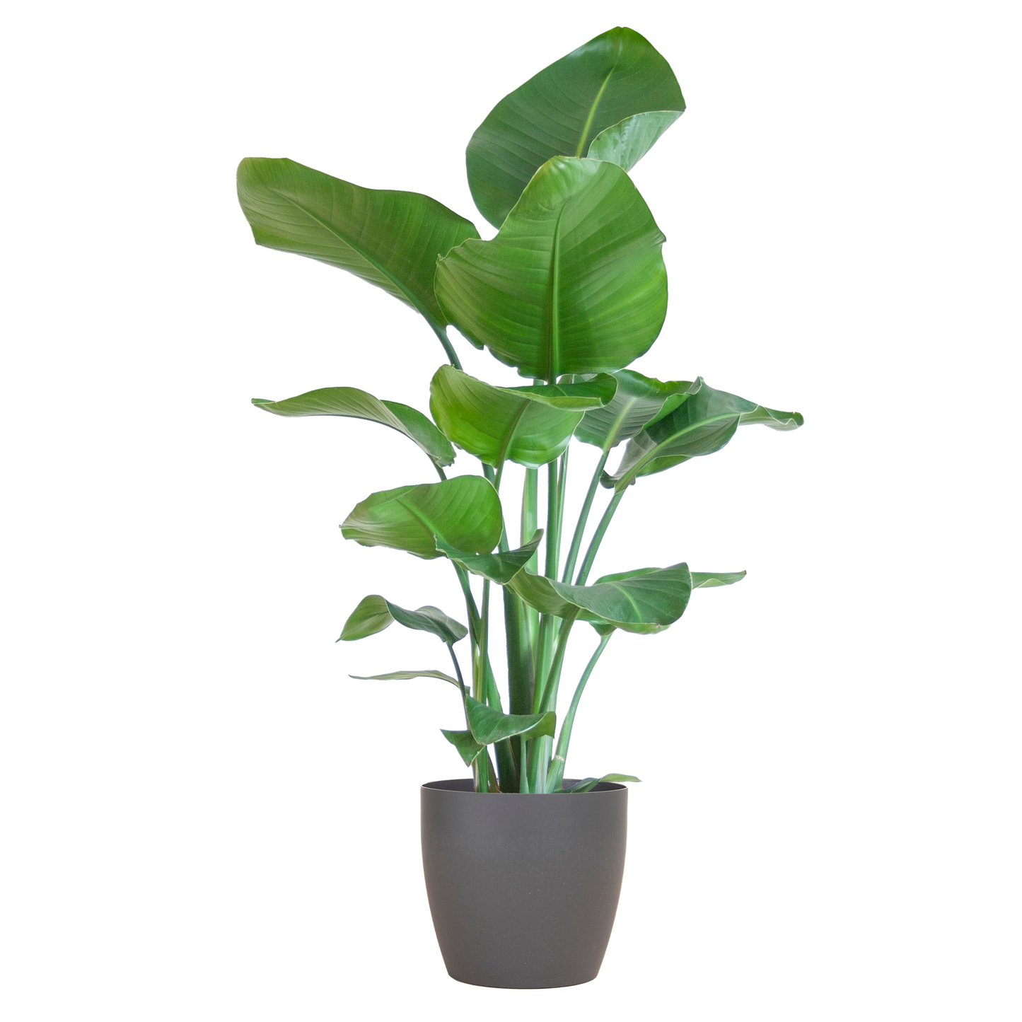 Strelitzia Nicolai 80 cm Ø21 mit grauem Viber-Topf | Pflanzfix24.de - Pflanzfix24.de