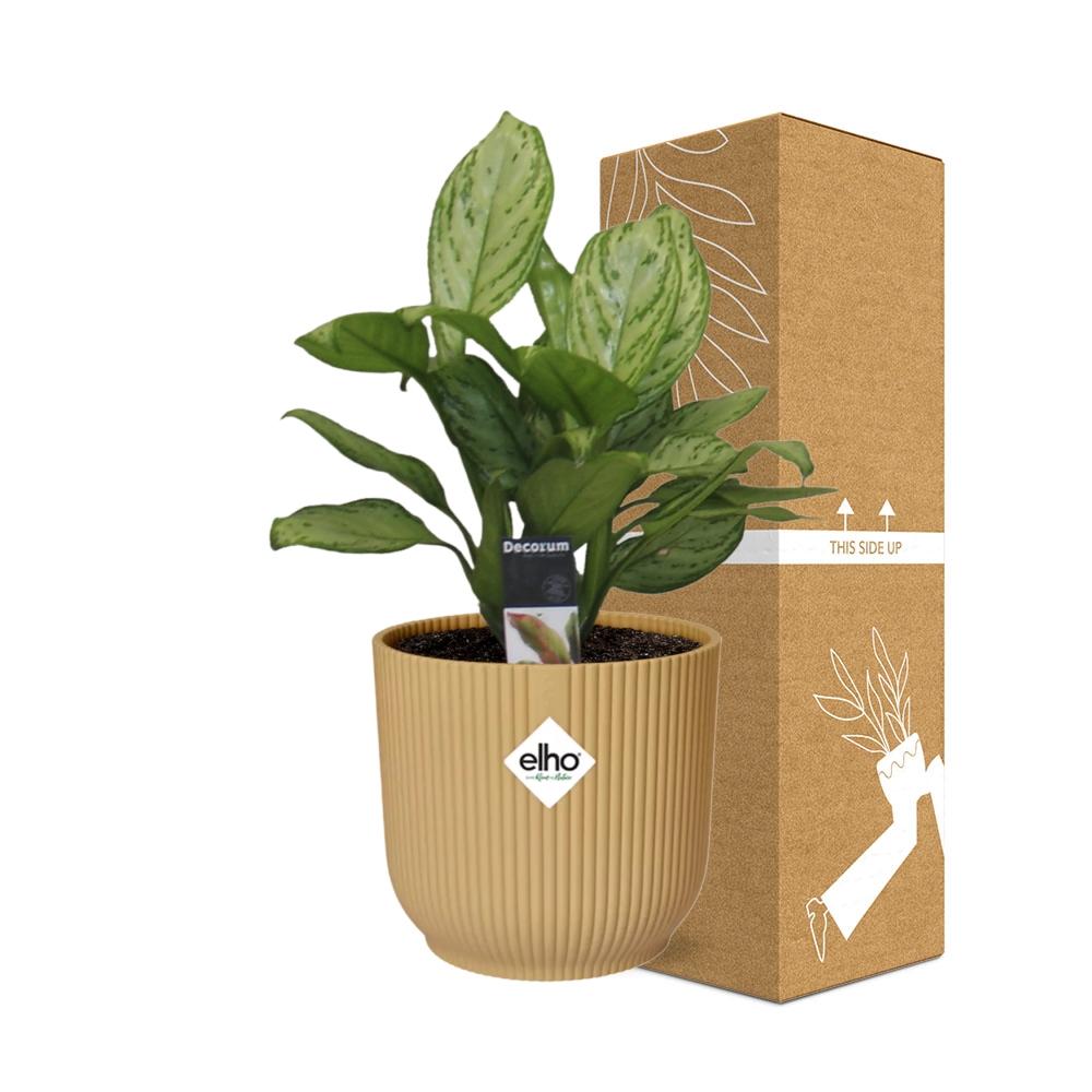 Aglaonema Christina in ELHO Vibes Fold 14cm geel - Pflanzfix24