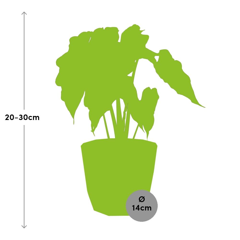Alocasia 'Polly' in ELHO b.for rock 14 cm warm grey - Pflanzfix24