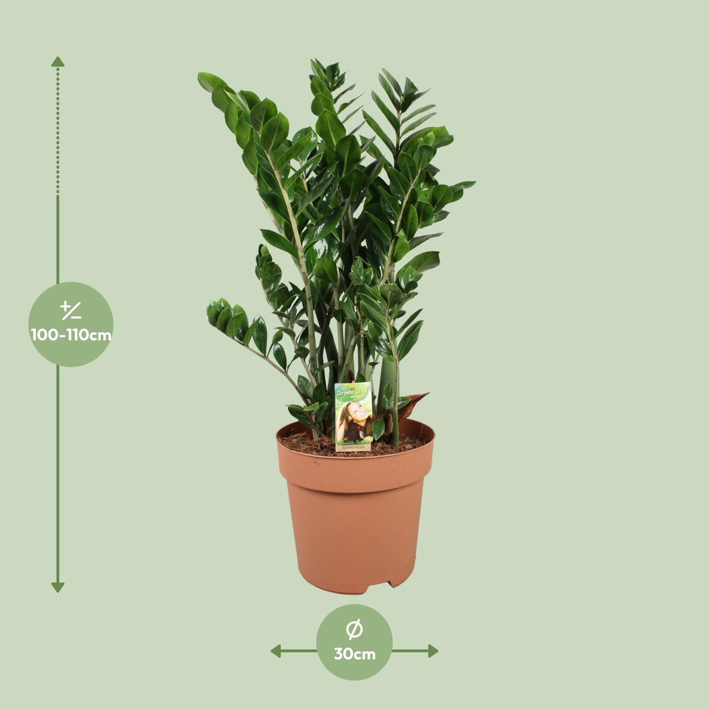 Zamioculcas Zamiifolia - Ø30cm - ↕110cm - Pflanzfix24