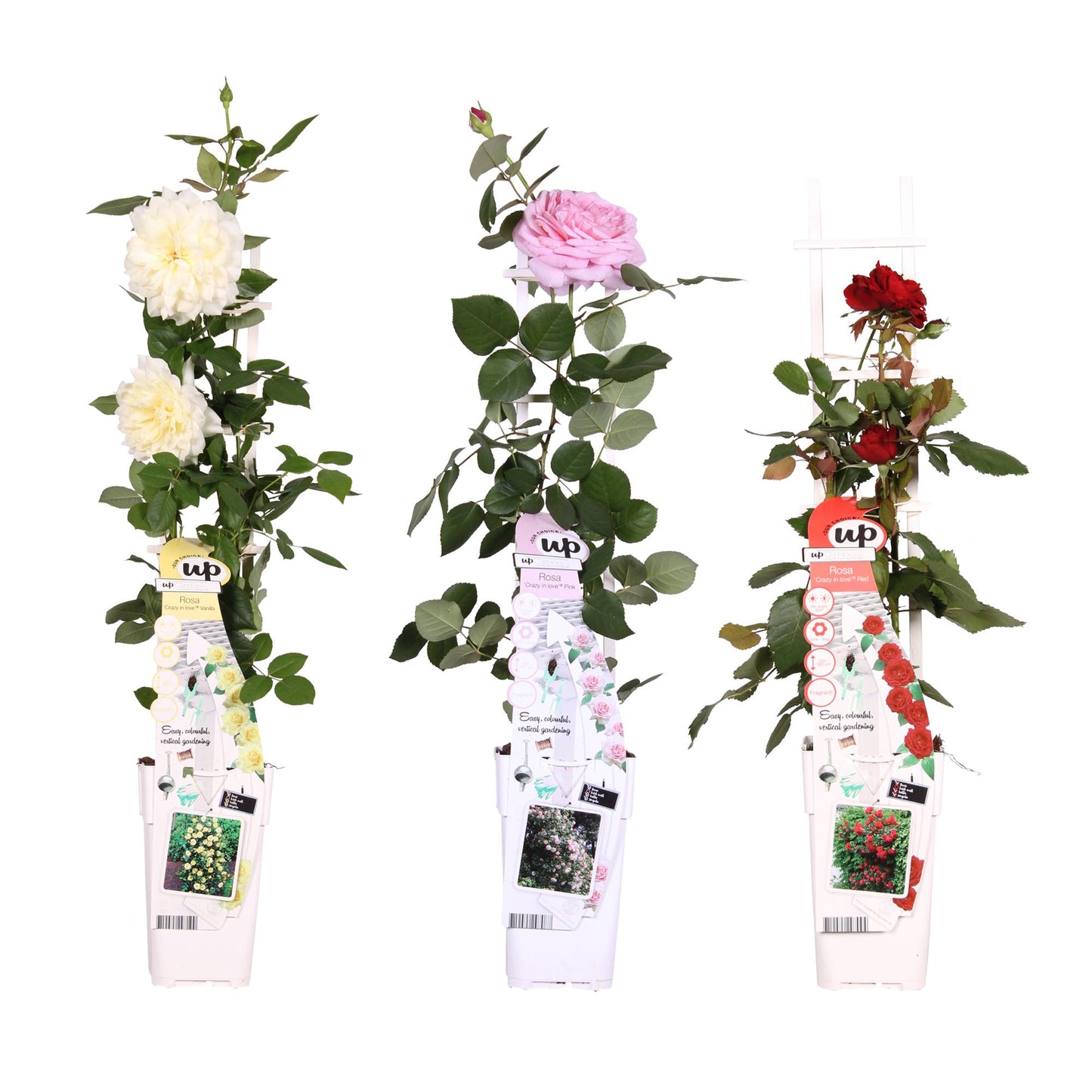 3x - Rosa Mix - ↨65cm - Ø15 - Pflanzfix24