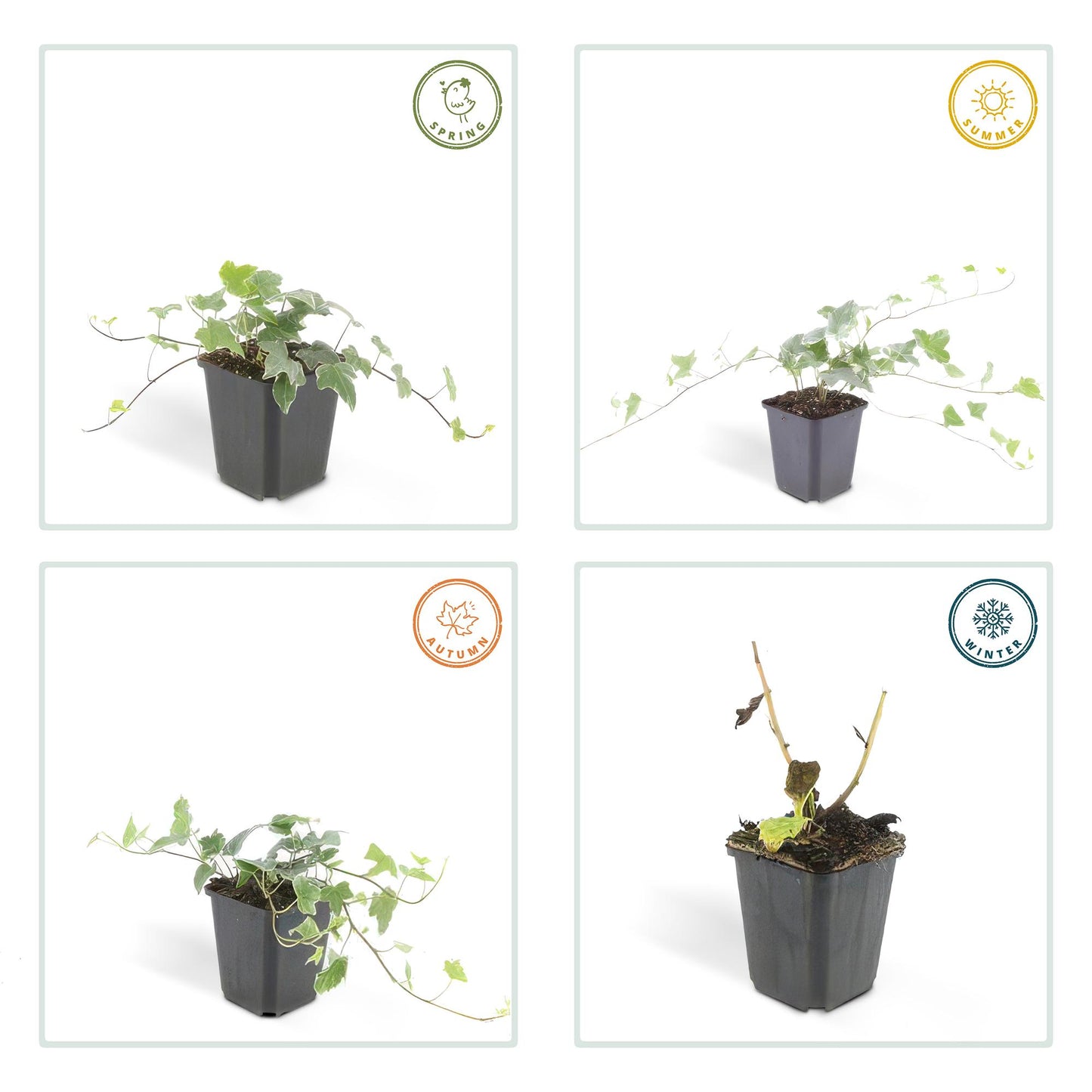 20x Efeu 'Glacier' Hedera helix von Pflanzfix24.de - ↕10-25cm - Ø9cm - Pflanzfix24.de