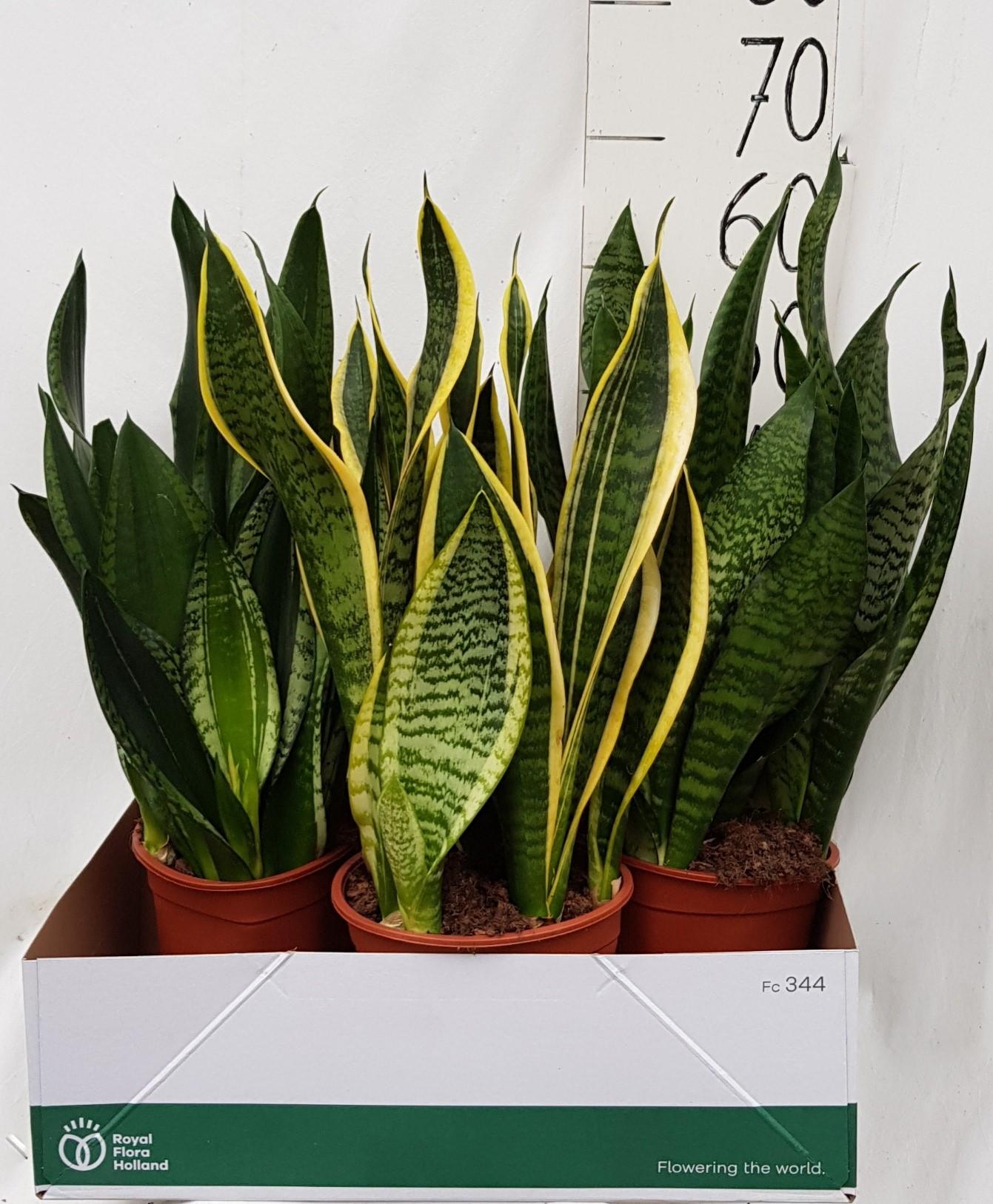 Sanseveria Overige Div 21cm - Pflanzfix24