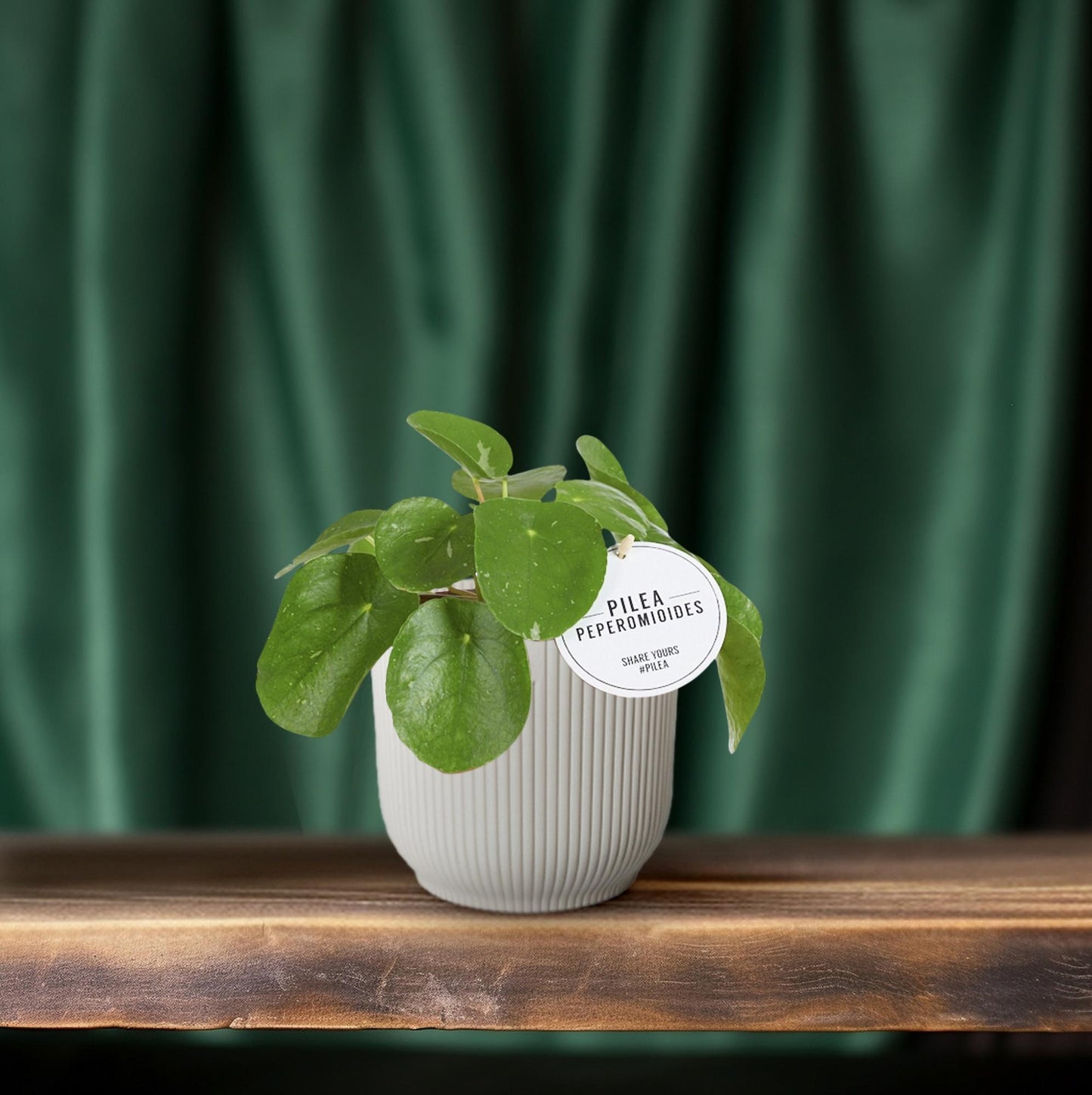 Pilea White Splash - Ø13cm - ↕20cm - Pflanzfix24