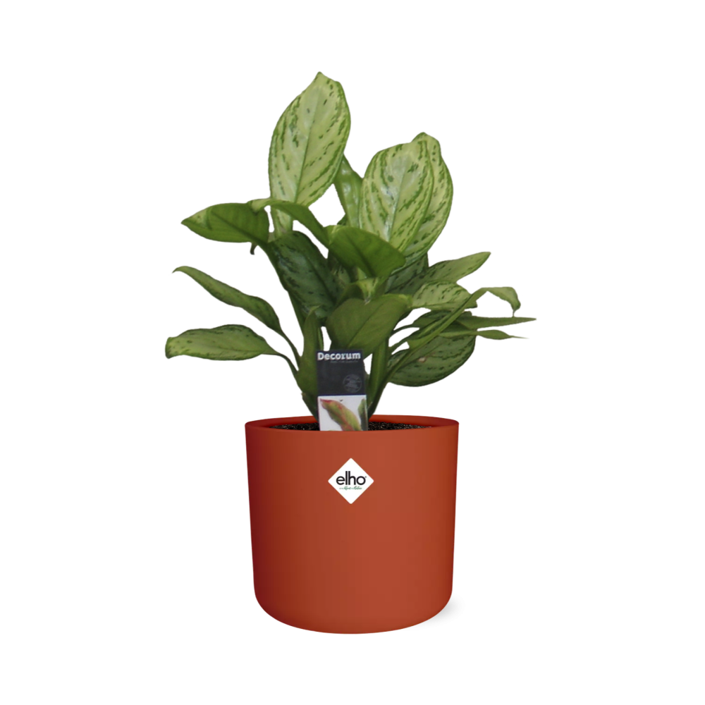 Aglaonema Christina in ELHO b.for soft rond 14cm brique - Pflanzfix24