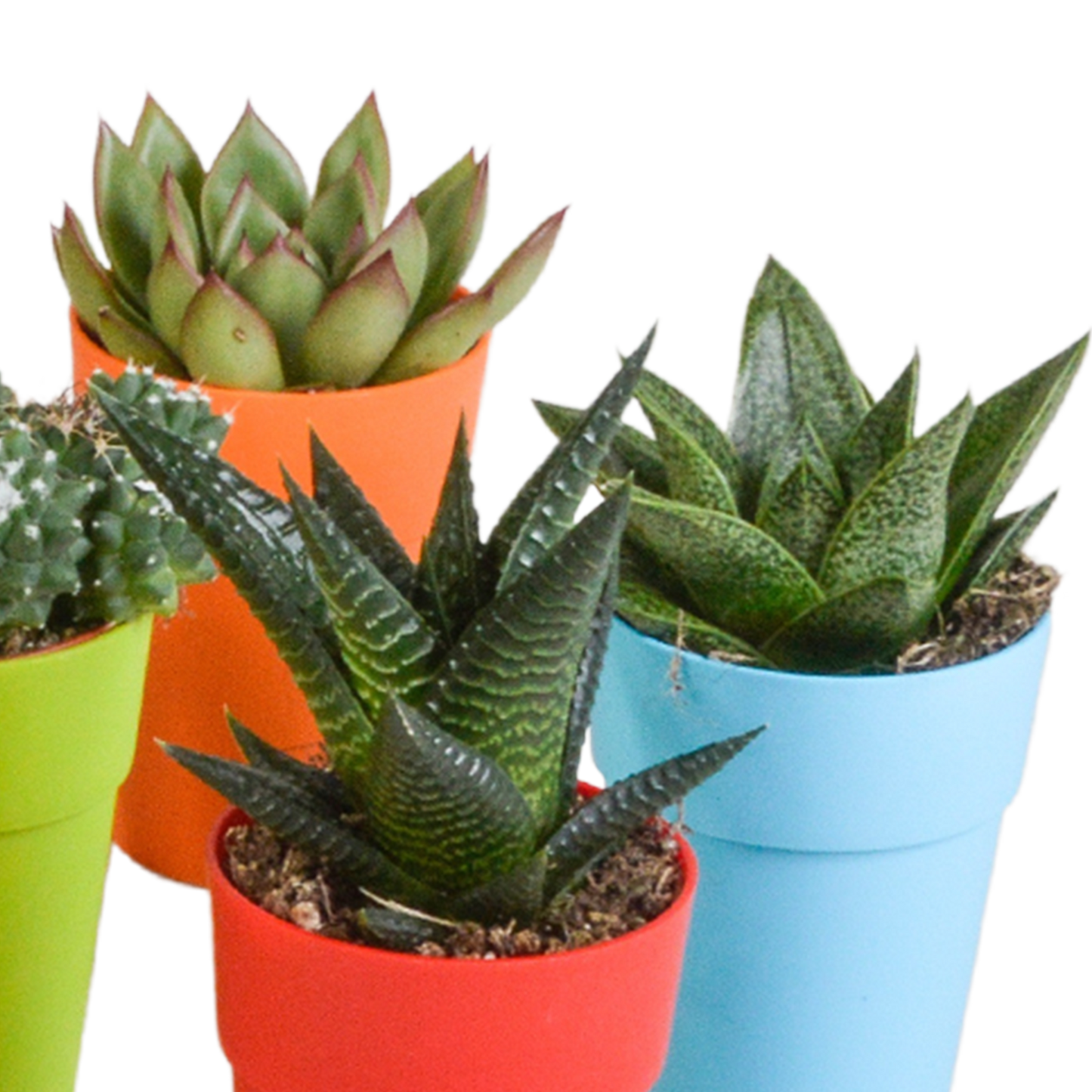 Cactus en vetplanten Mischung 5,5 cm | 15 stück - in gekleurde plasticpot - Pflanzfix24.de - Pflanzfix24.de