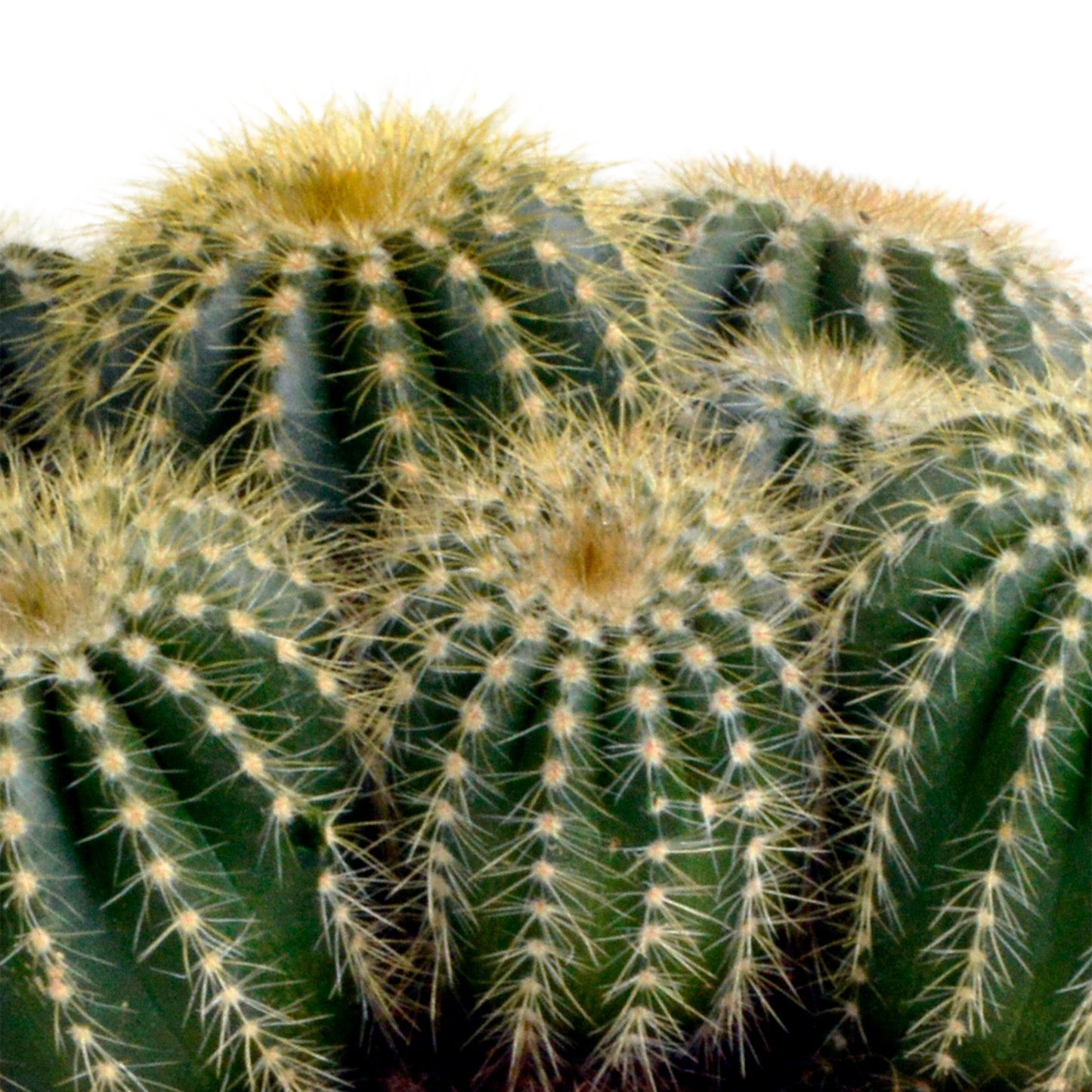 Eriocactus warasii 12cm - Pflanzfix24.de - Pflanzfix24.de