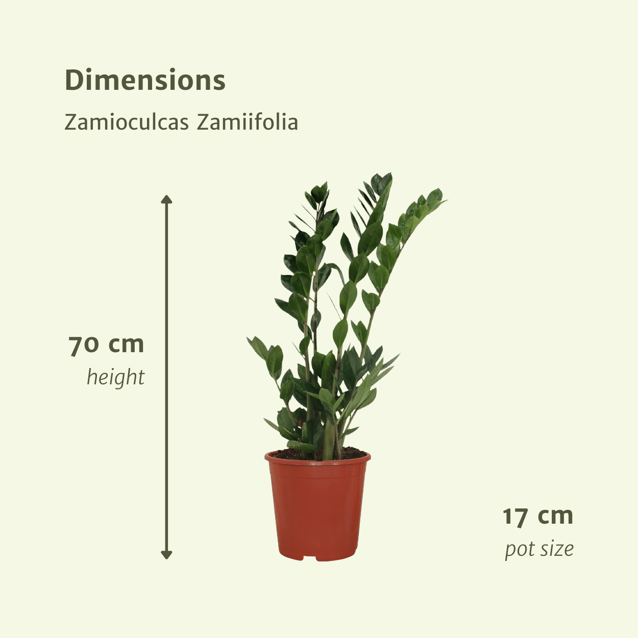 2x Zamioculcas Zamiifolia - Smaragdpalme - 70cm - ø17 - Pflanzfix24