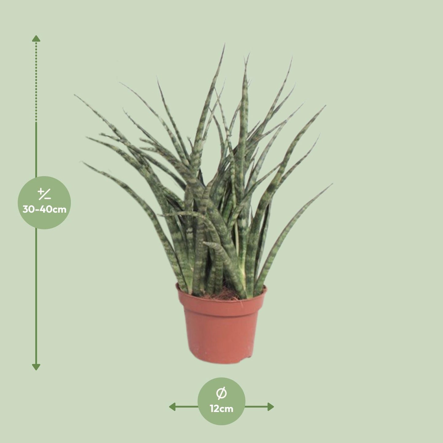 Sansevieria Fernwood Punk Ø12cm – 35cm hoch | Pflanzfix24.de - Pflanzfix24.de