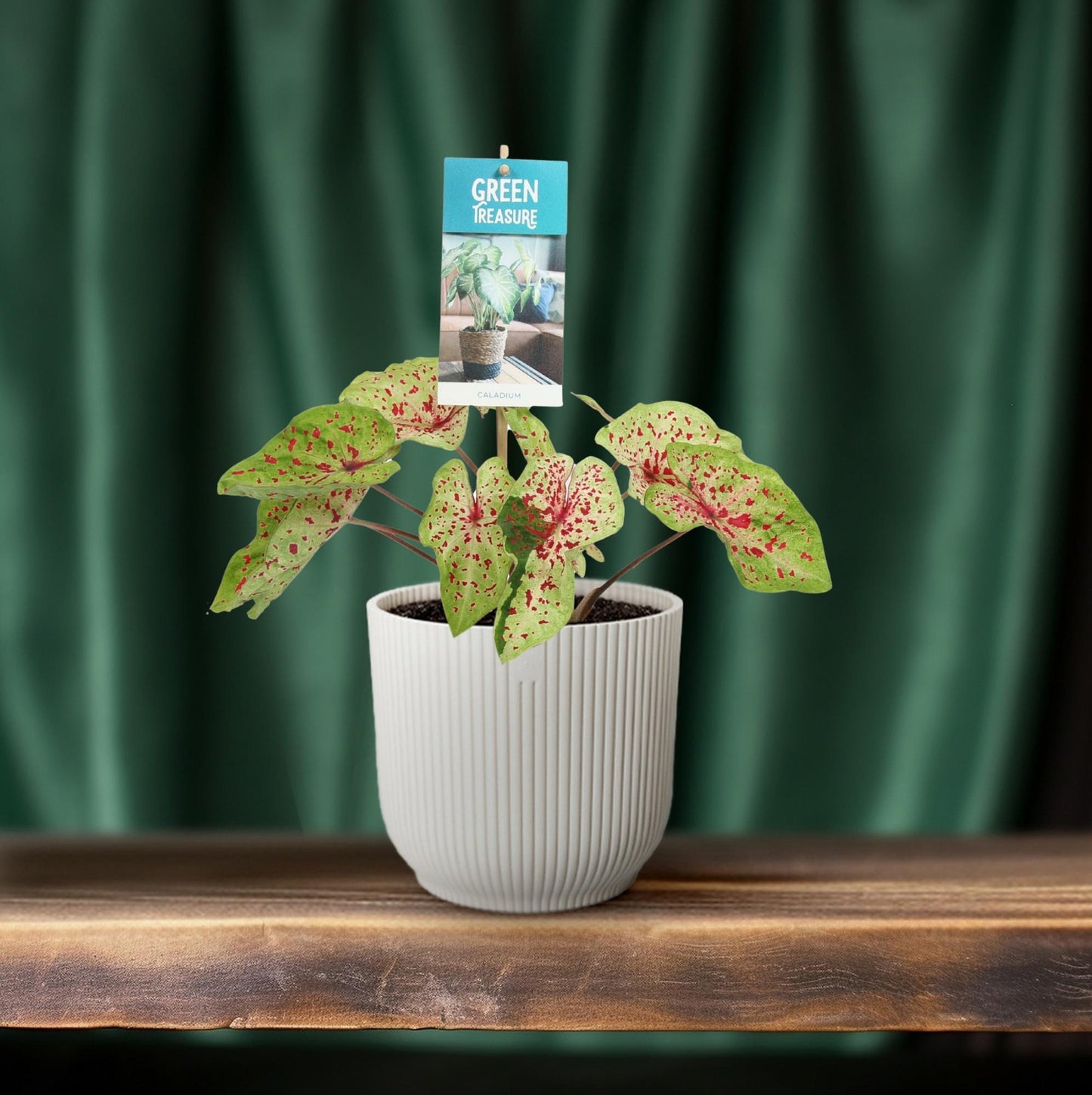 Caladium Miss Muffet - Ø12cm - ↕25cm - Pflanzfix24