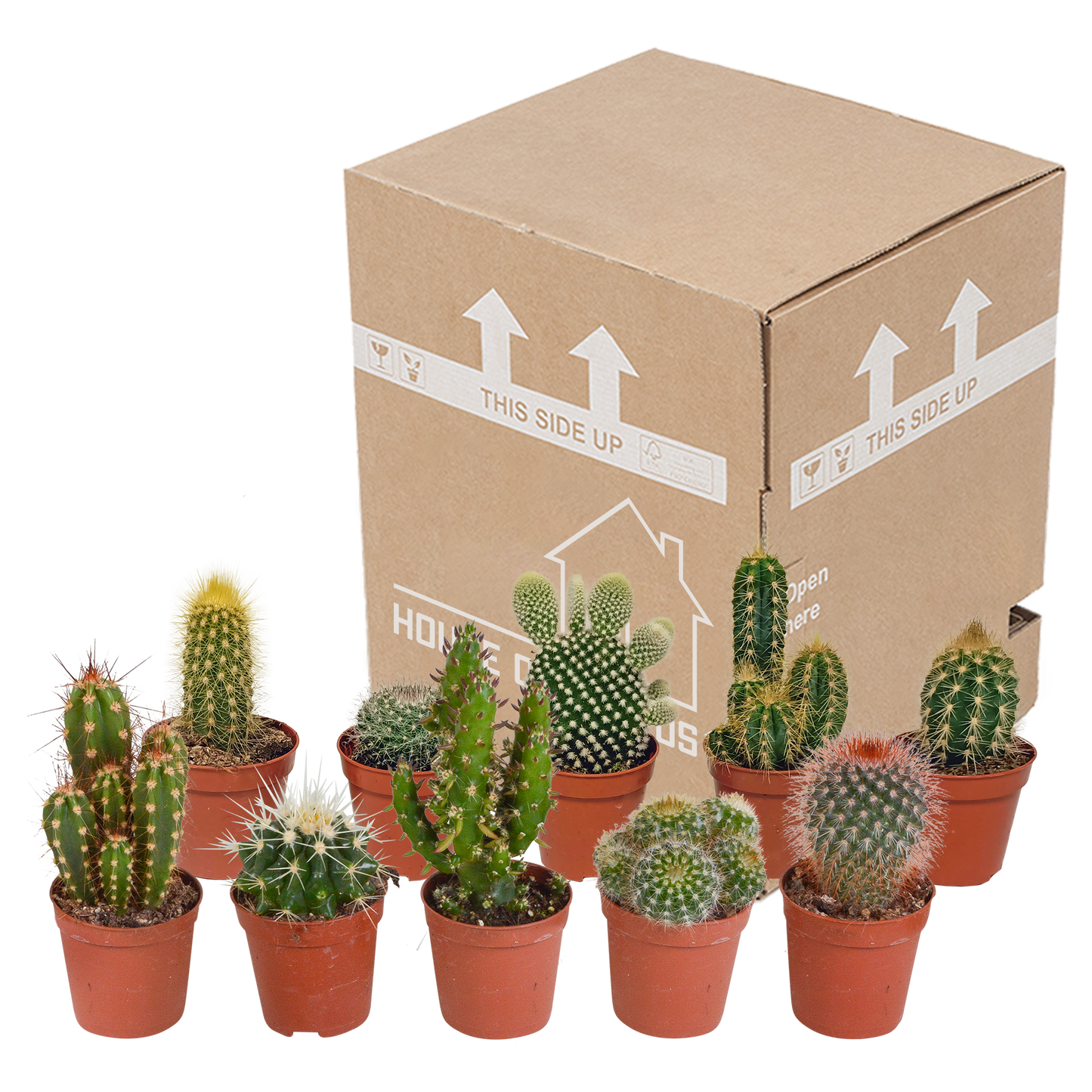 Kakteenmischung 5,5 cm - 10x - zonder pot | Pflanzfix24.de - Pflanzfix24.de