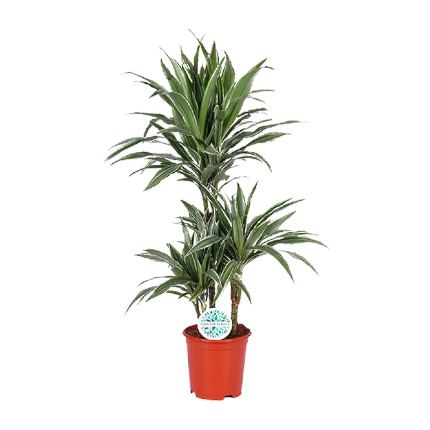 Dracaena Warneckei - Ø21cm - ↕90cm bei Pflanzfix24