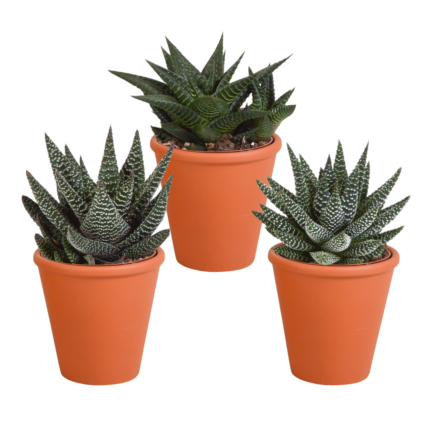 Gasteria/Haworthia-Mischung 8,5cm - 3x - in Terracotta-Topf | Pflanzfix24.de - Pflanzfix24.de