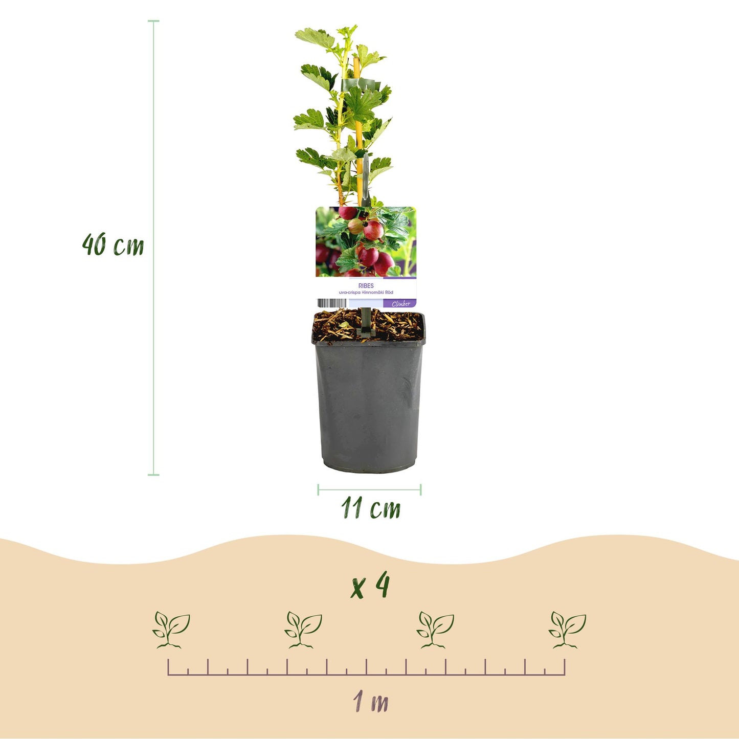 Stachelbeere Ribes uva-crispa Hinnomäki Röd - 2 Pflanzen - Topf 11cm - Pflanzfix24