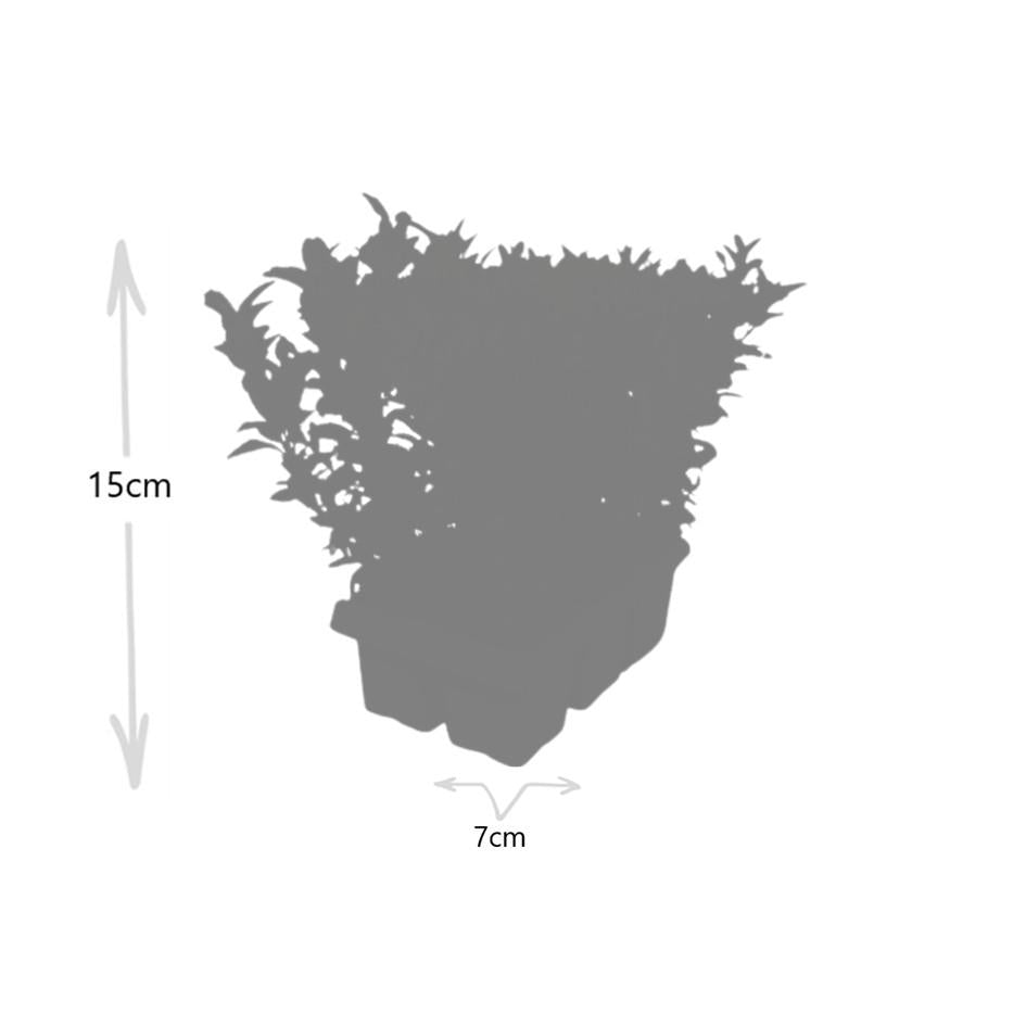 8 x 6er-Pack Euonymus 'Green Spire' – Ø 7 cm – ↨ 15 cm - Pflanzfix24.de - Pflanzfix24.de