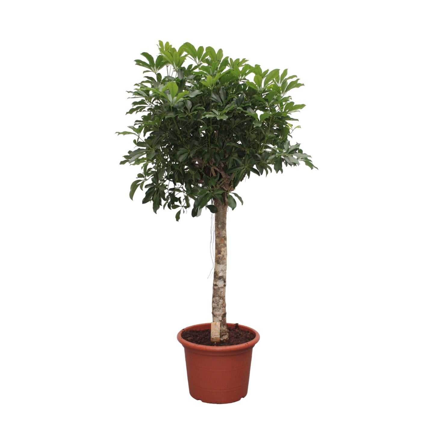 Schefflera Compacta 180 cm Zimmerpflanze – Pflanzfix24.de - Pflanzfix24.de