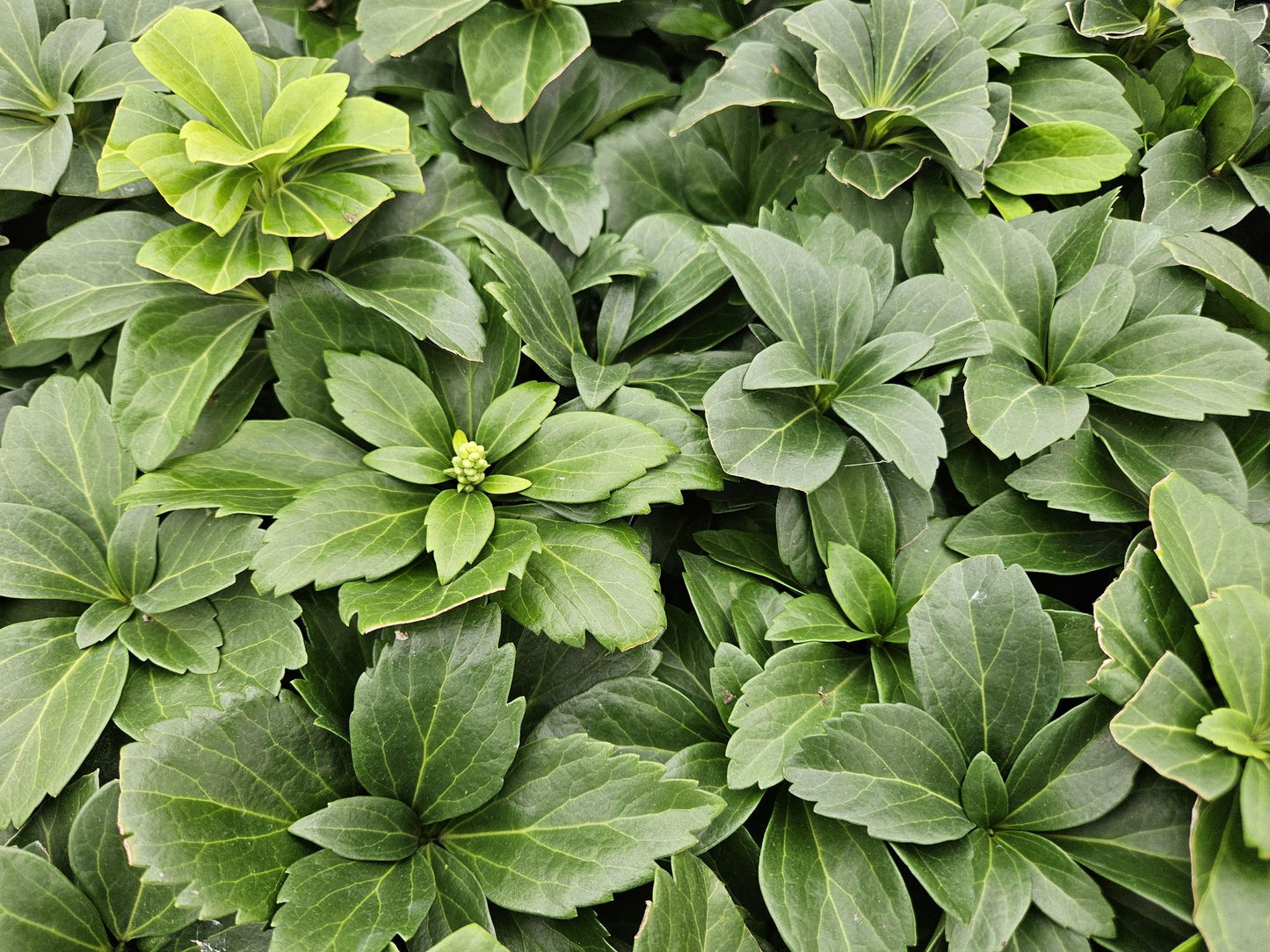 12x Pachysandra terminalis – immergrüner Bodendecker | Pflanzfix24.de - Pflanzfix24.de
