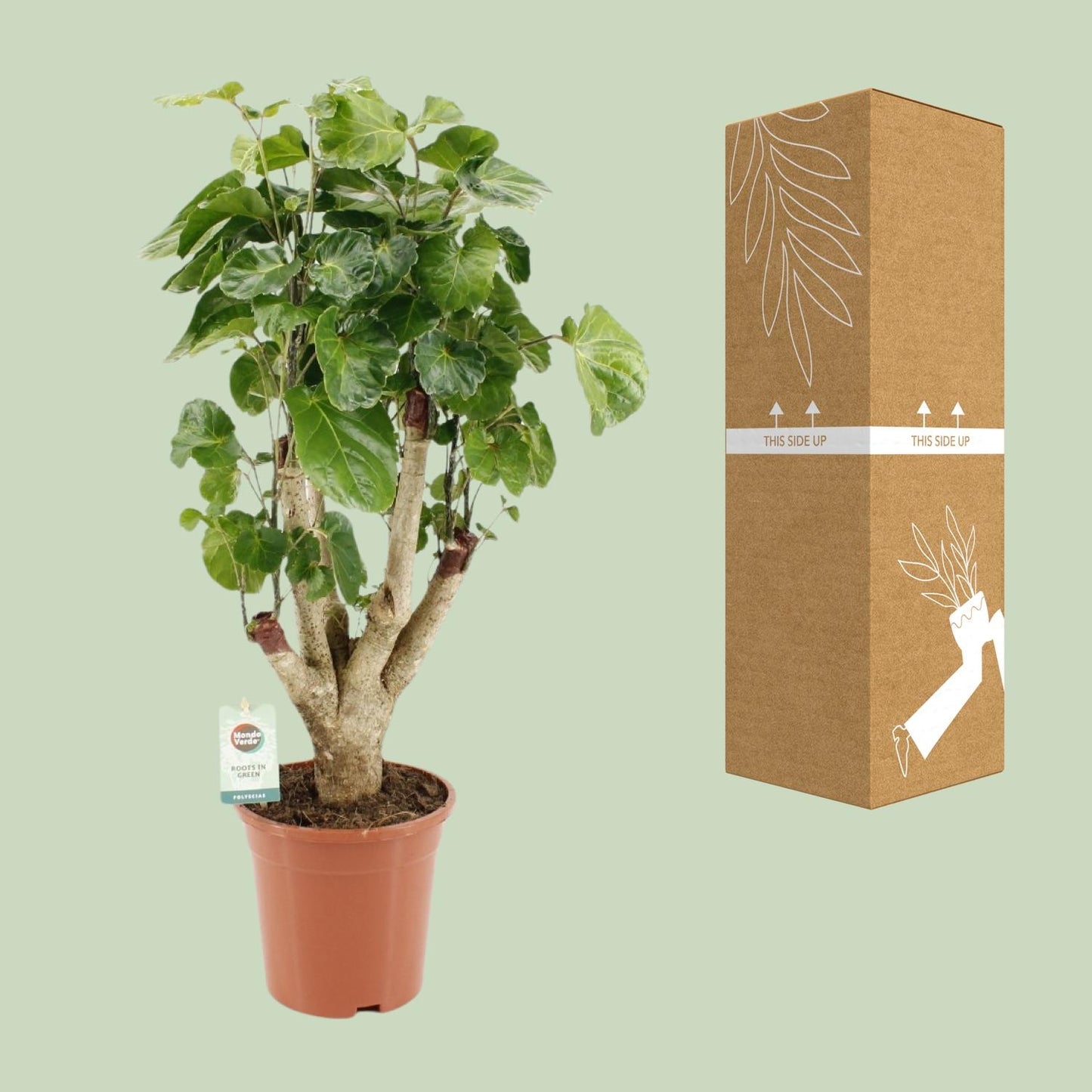 Polyscias Lemon - Ø17cm - ↕65cm - Pflanzfix24