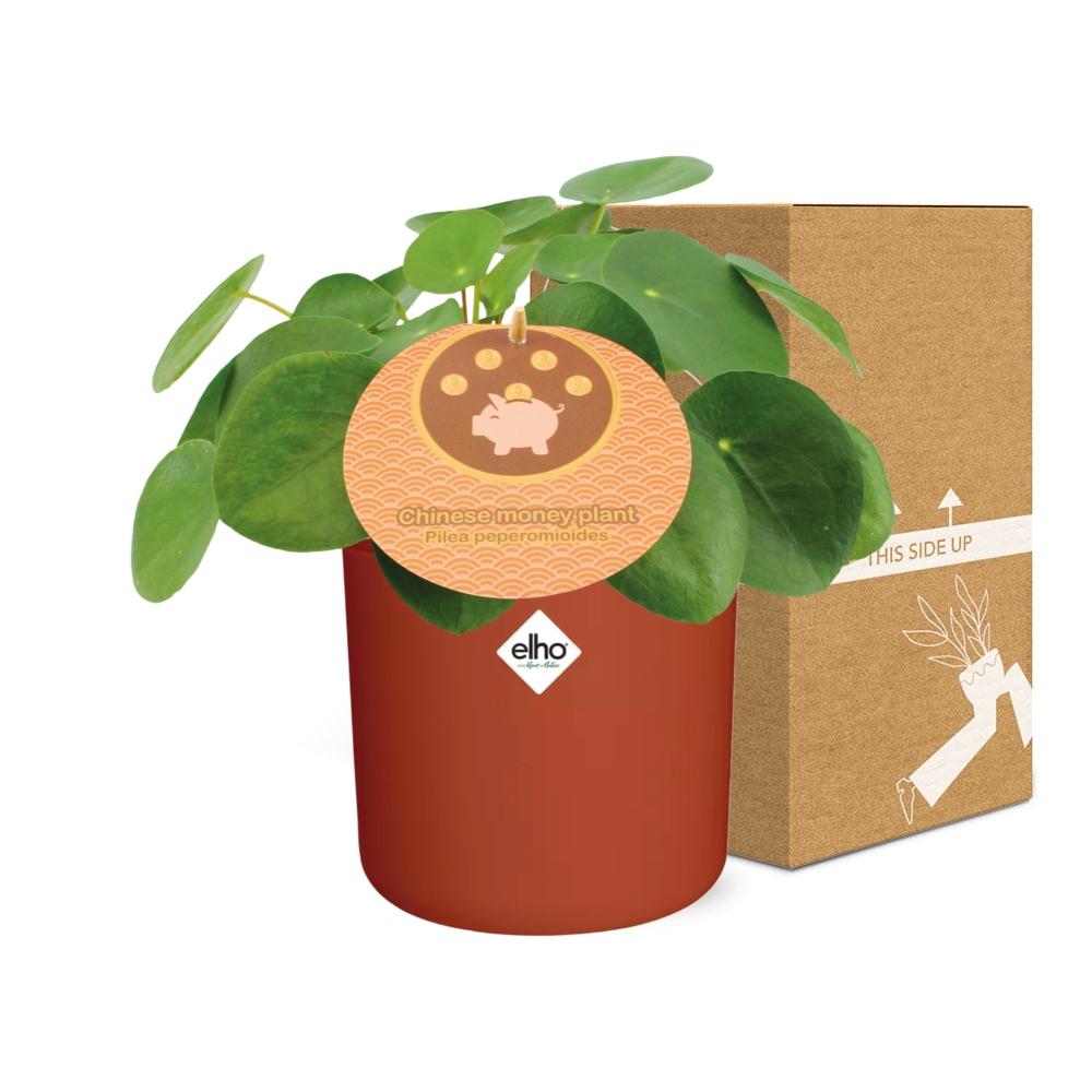 Pilea Peperomioides 12cm in ELHO b.for soft rond 14cm brique - Pflanzfix24
