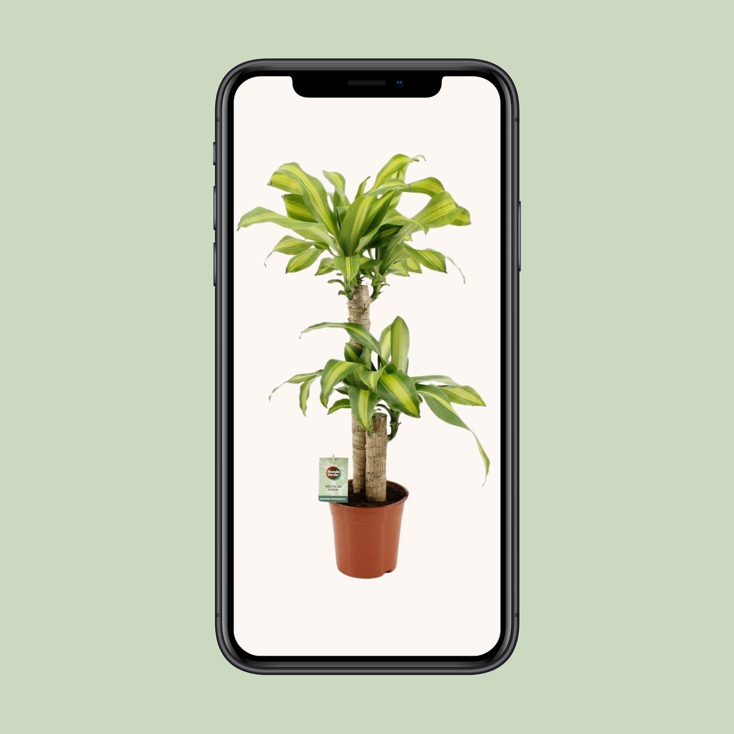 Dracaena Fragrans Massangeana - Ø19cm - ↕90cm von Pflanzfix24