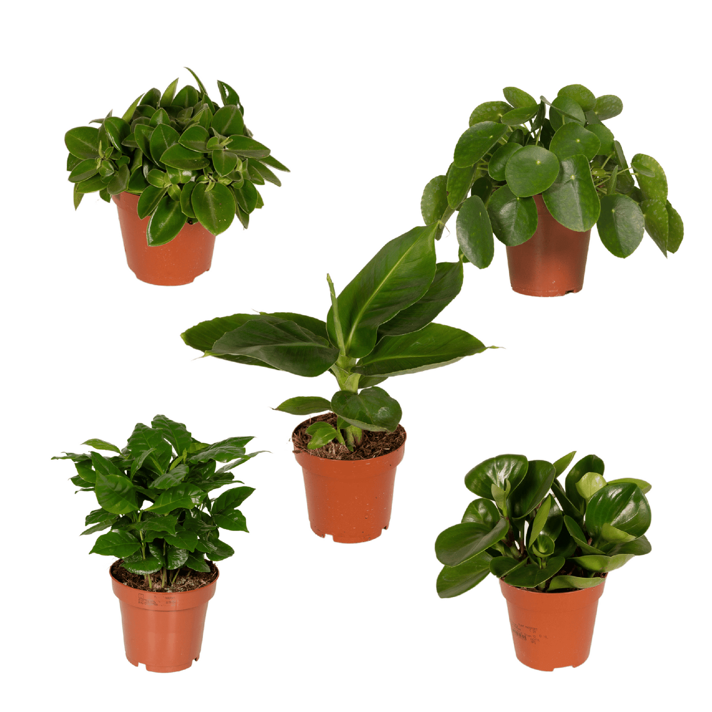 Überraschungsbox Pflanze Ø12 cm – 5er Set | Pflanzfix24.de - Pflanzfix24.de