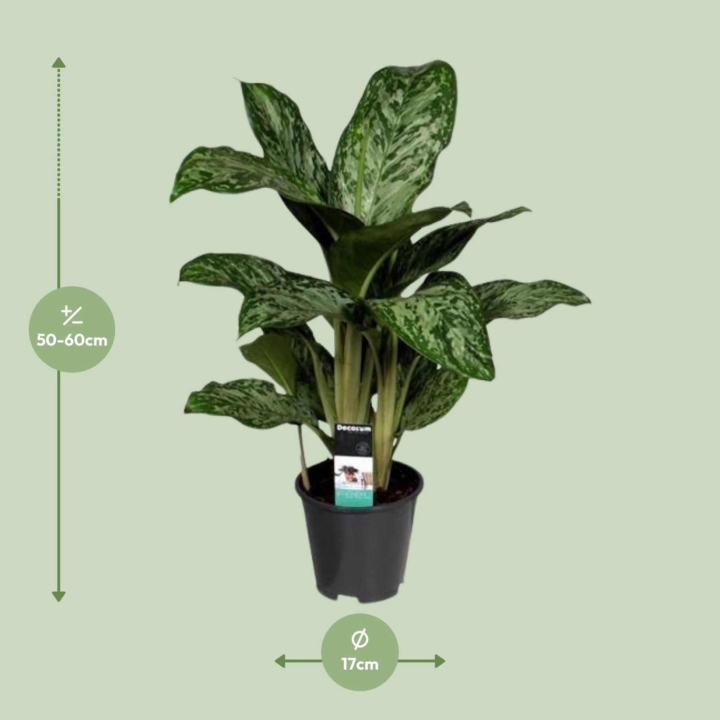 Aglaonema Greenlight (Decorum) - pflanzfix24