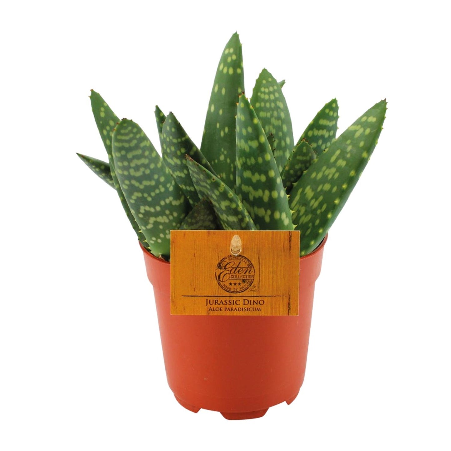 Aloe Paradisicum - Ø10,5 ↕15 bei Pflanzfix24.de - Pflanzfix24.de