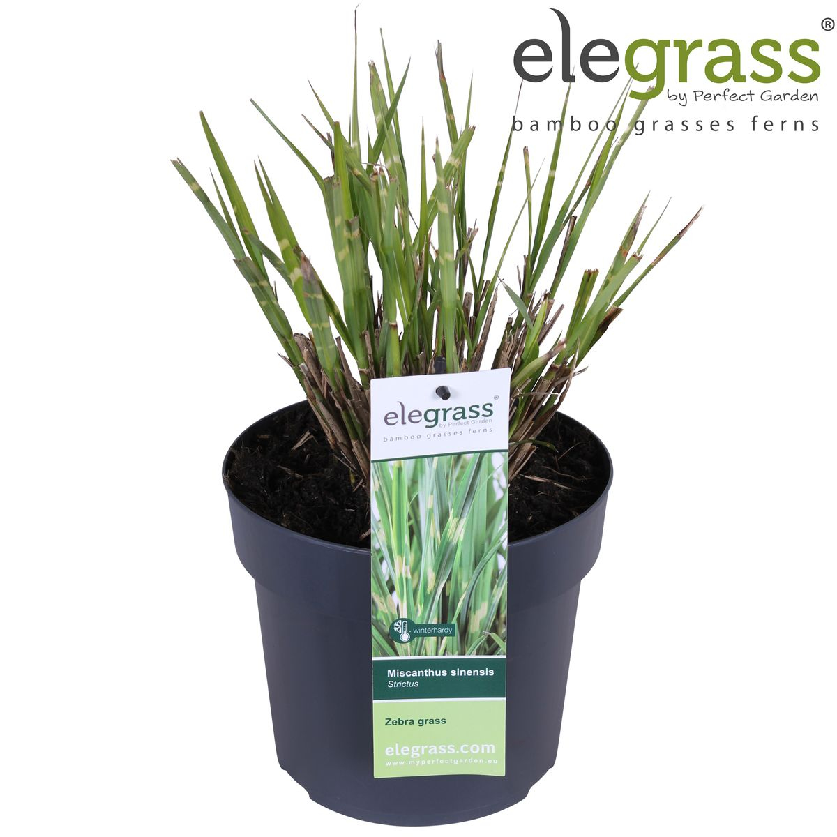 Miscanthus sinensis Strictus Zebra Gras Ø23cm | Pflanzfix24.de - Pflanzfix24.de