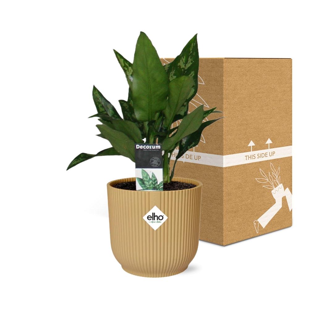 Aglaonema Maria in ELHO Vibes Fold 14cm geel - Pflanzfix24