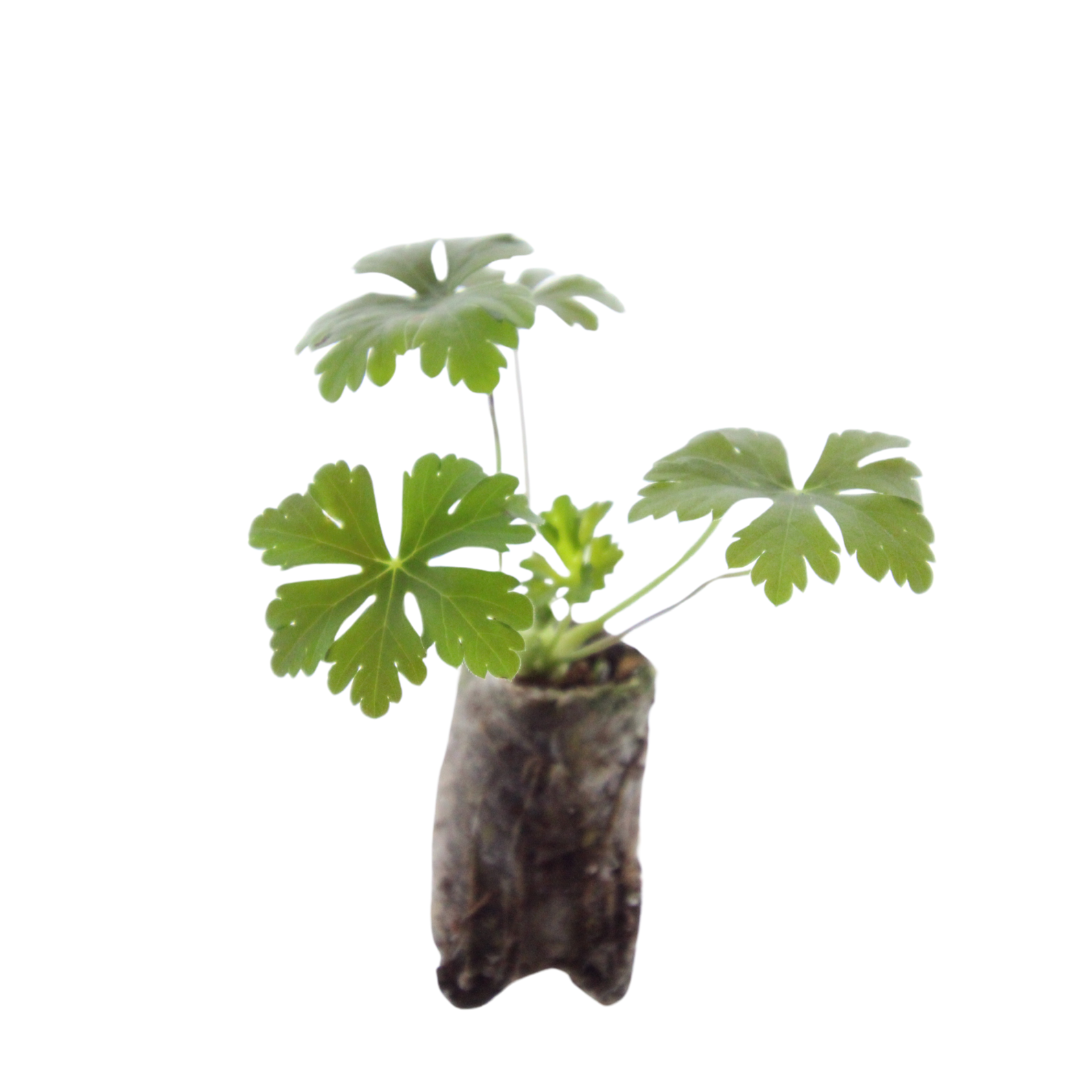 Geranium – 6 Jungpflanzen | Pflanzfix24.de - Pflanzfix24.de