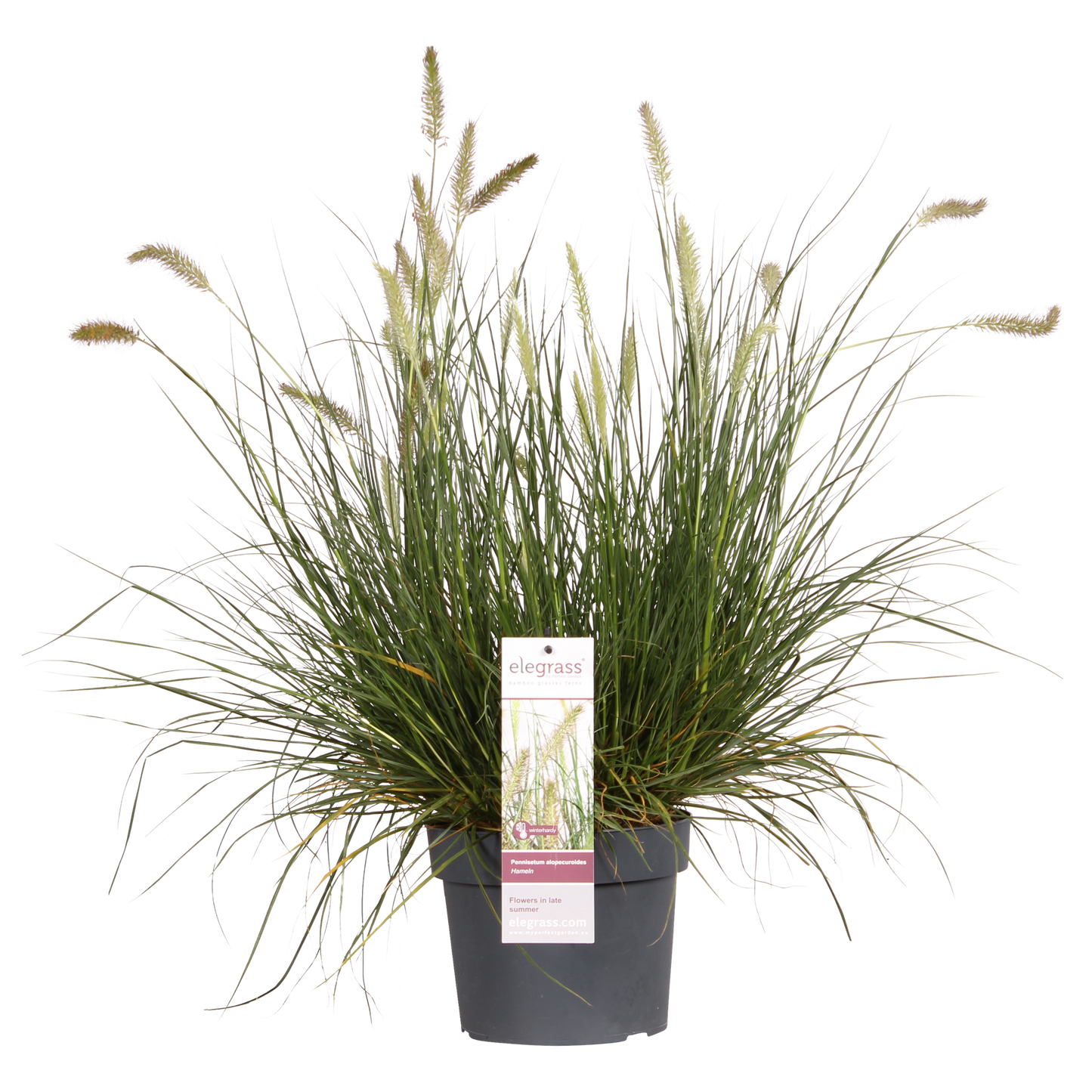 Pennisetum alopecuroides 'Hameln' - Ø19cm - Pflanzfix24